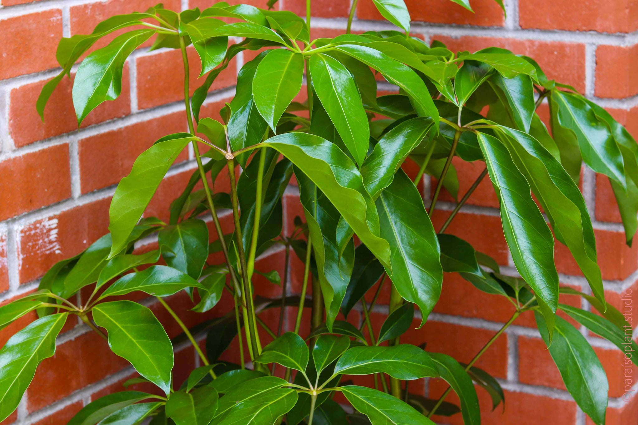 schefflera amate house plant 6in-14in Schefflera Amate 'Umbrella Tree' – Paraíso Plant Studio