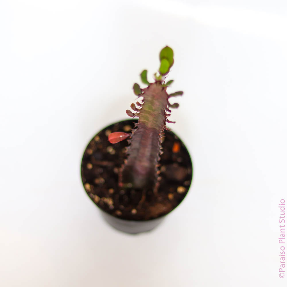 3in-5gal Euphorbia Trigona
