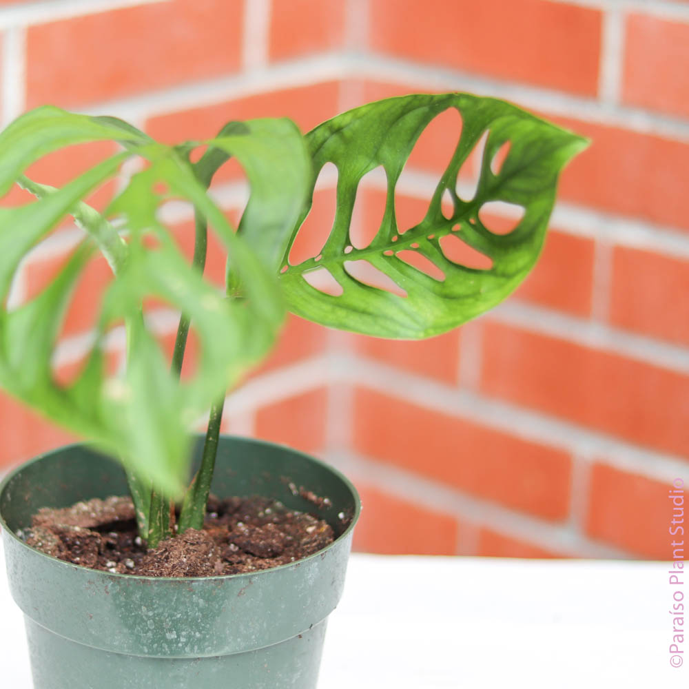 monstera esqueleto for sale 6in Monstera Esqueleto – Paraíso Plant Studio