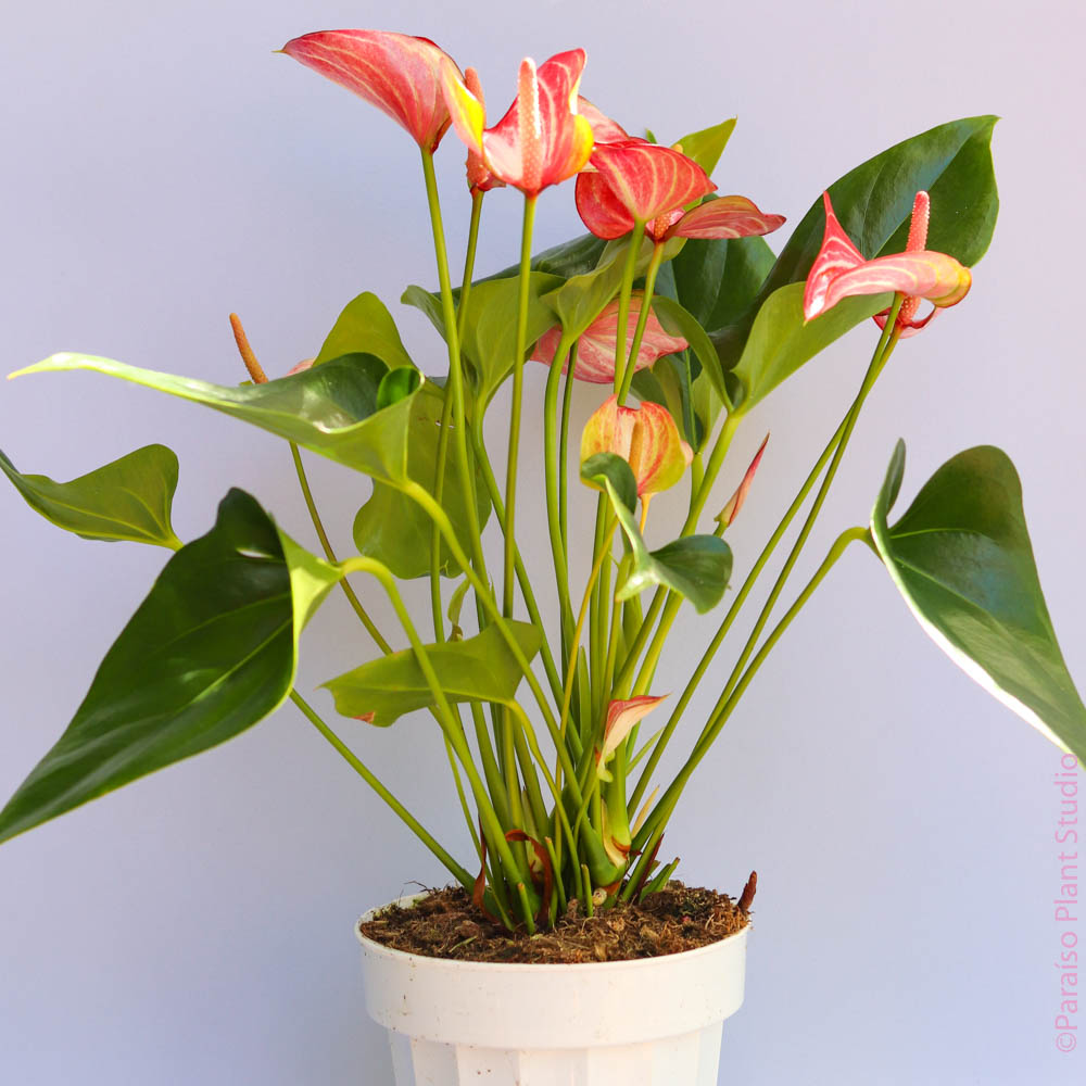 studio anthurium Anthurium 'Livium'