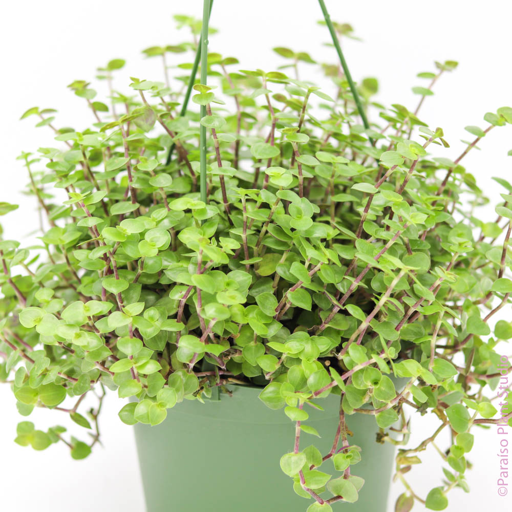 indoor artillery plant 6in Pilea Artillery