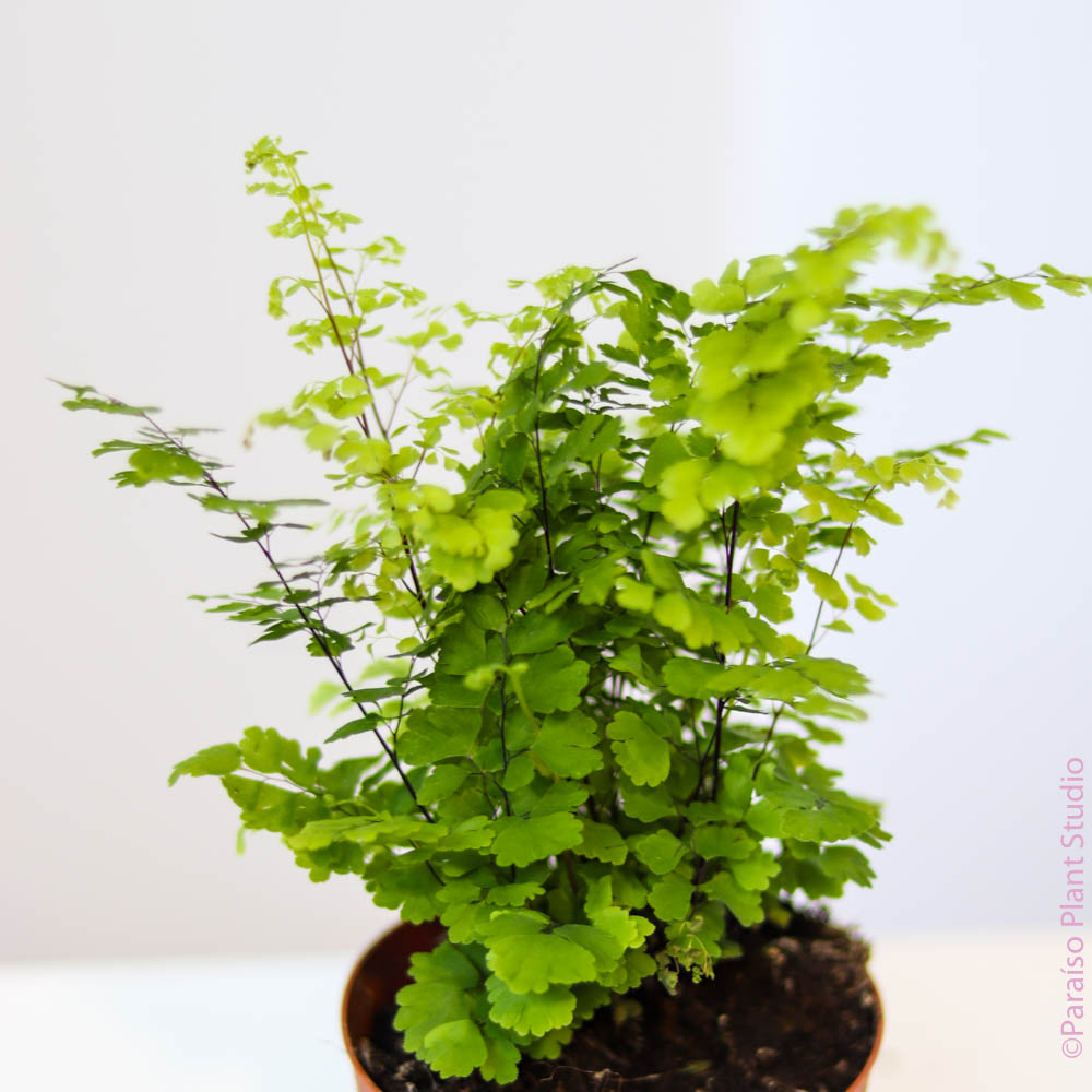 maidenhair fern house plants Buy Maidenhair Fern (Adiantum) Online – The Delicate, High-Humidity Houseplant 4" Pot / Nursery Pot by Succulents Box
