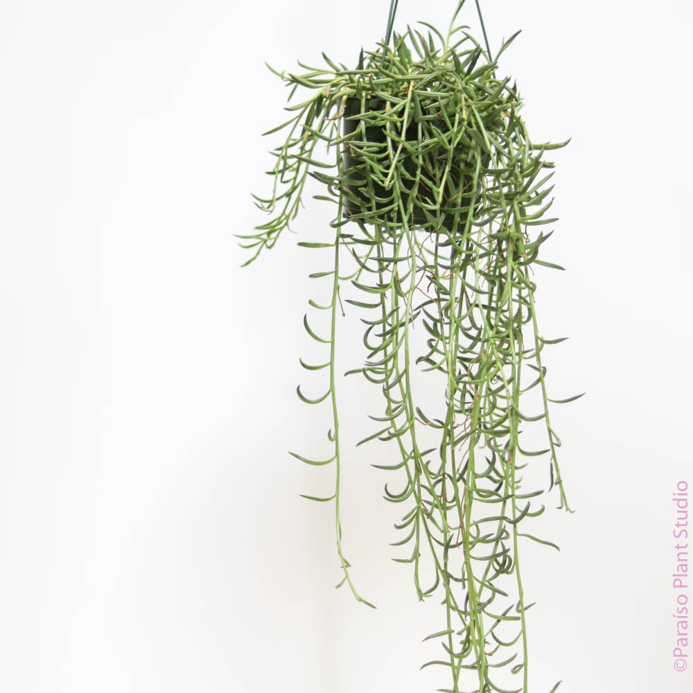 6in String of Fish Hooks – Paraíso Plant Studio