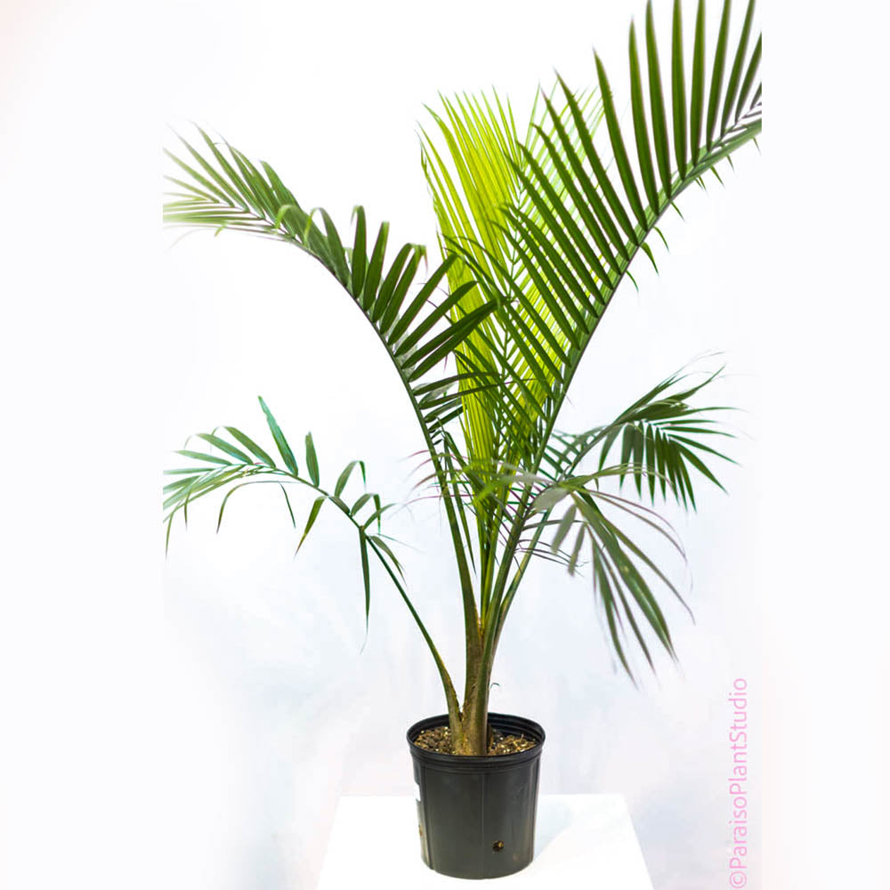 areca palm vs majesty 10in Majesty Palm