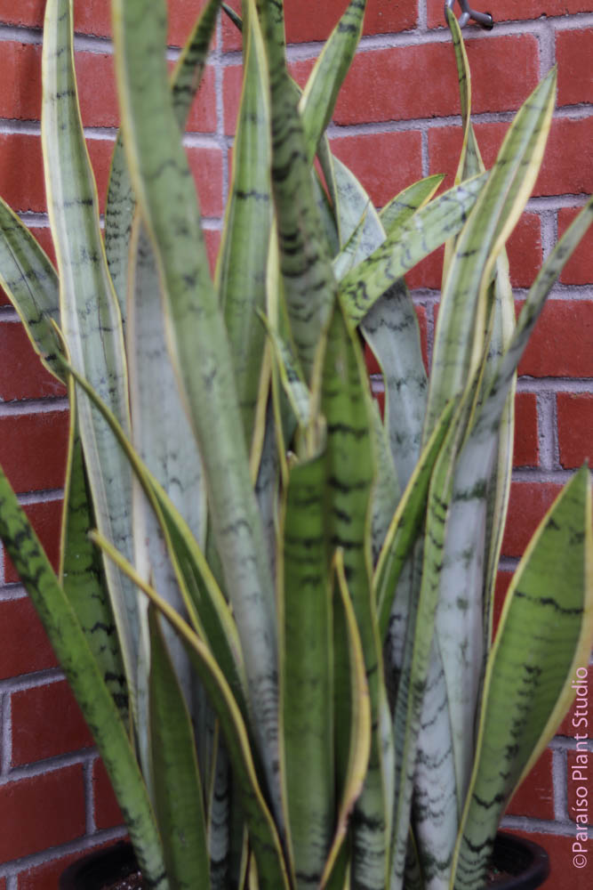 lauren snake plant 10-14in Sansevieria Lauren