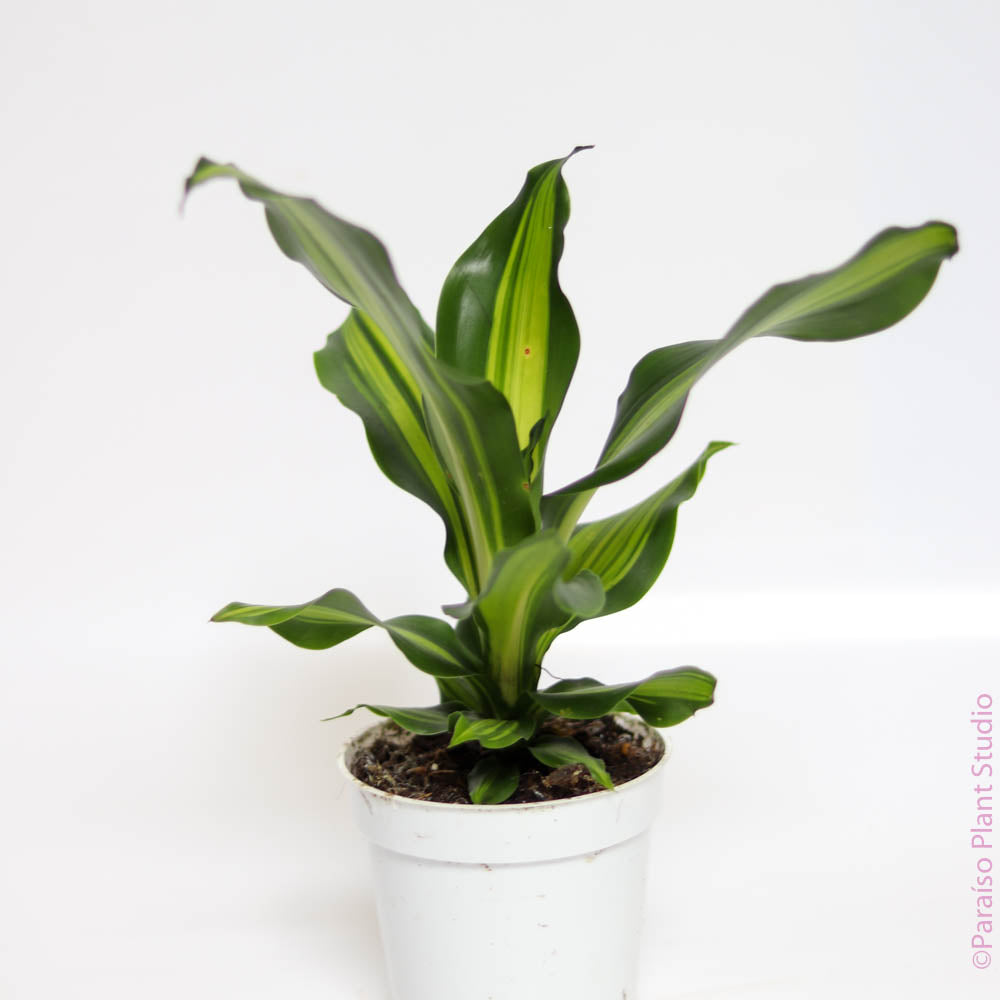 golden heart dracaena 4in-6in Dracaena Golden Heart
