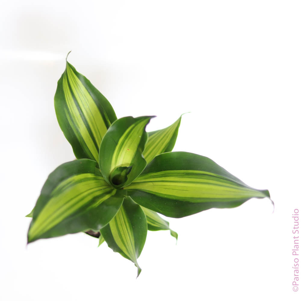 vigoro dracaena golden heart 4in-6in Dracaena Golden Heart – Paraíso Plant Studio