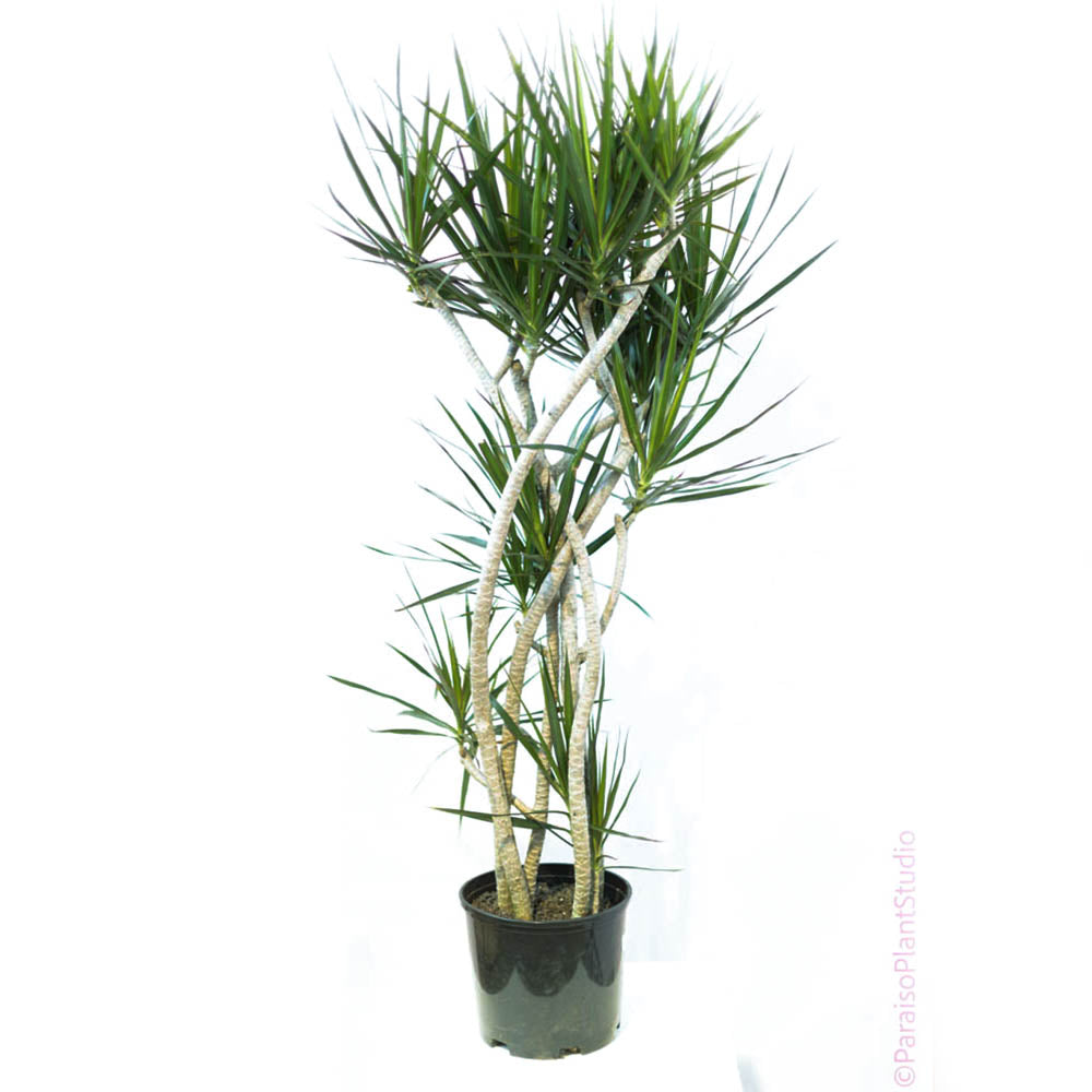 dracaena marginata staggered 10in-12in Dracaena Marginata Character
