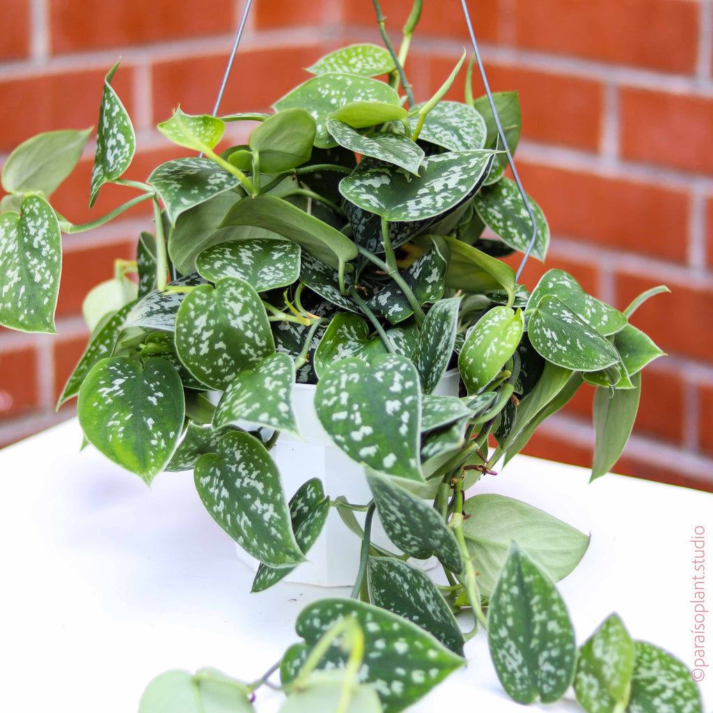 pothos argyraeus 6in Scindapsus Pictus 'Argyraeus' – Paraíso Plant Studio