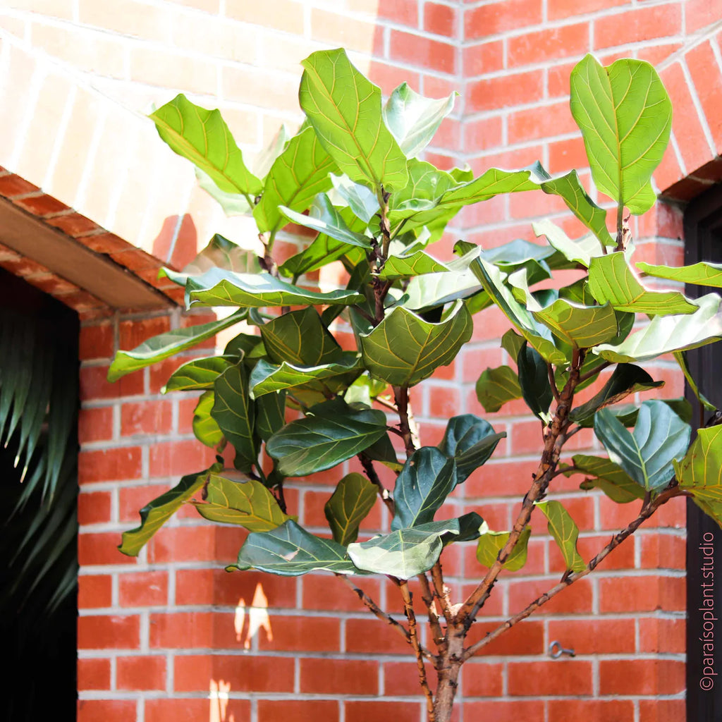 14in 5-8ft Ficus Lyrata 'Fiddle Leaf Fig' Standard