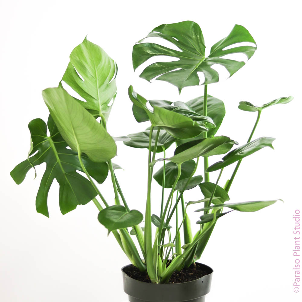 monstera plant shop 8in Monstera Deliciosa – Paraíso Plant Studio