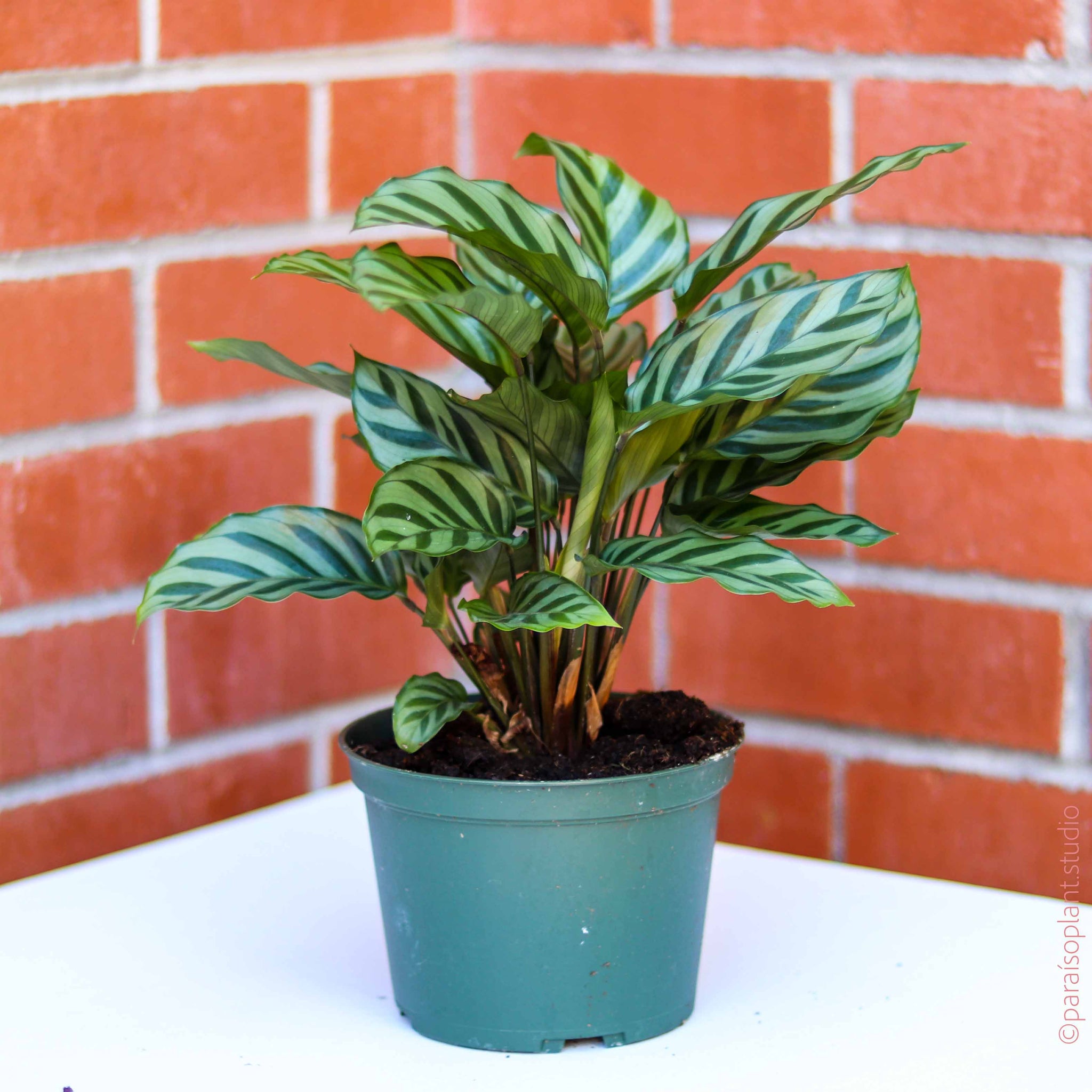6in Calathea Concinna Freddie – Paraíso Plant Studio