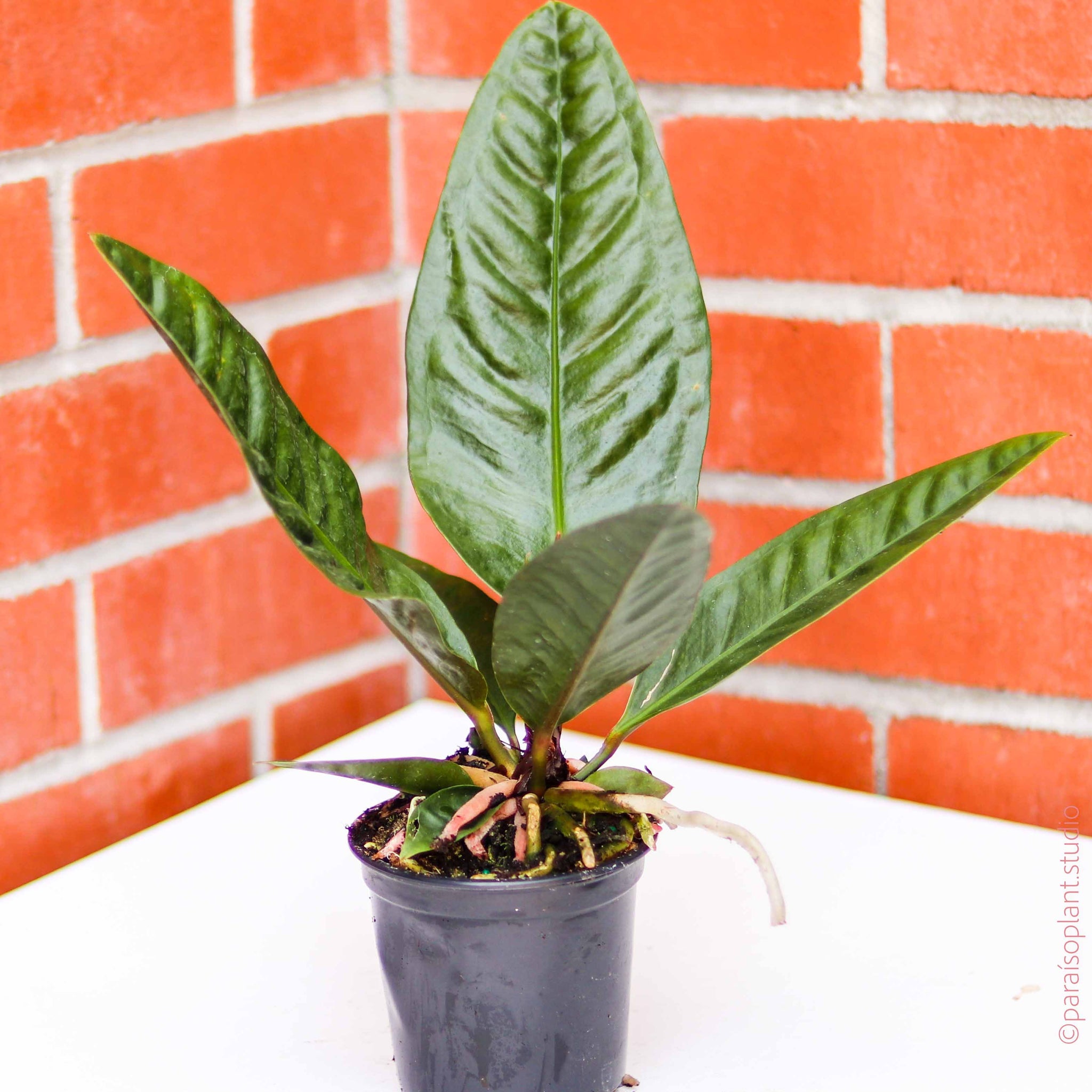 4in Anthurium Superbum