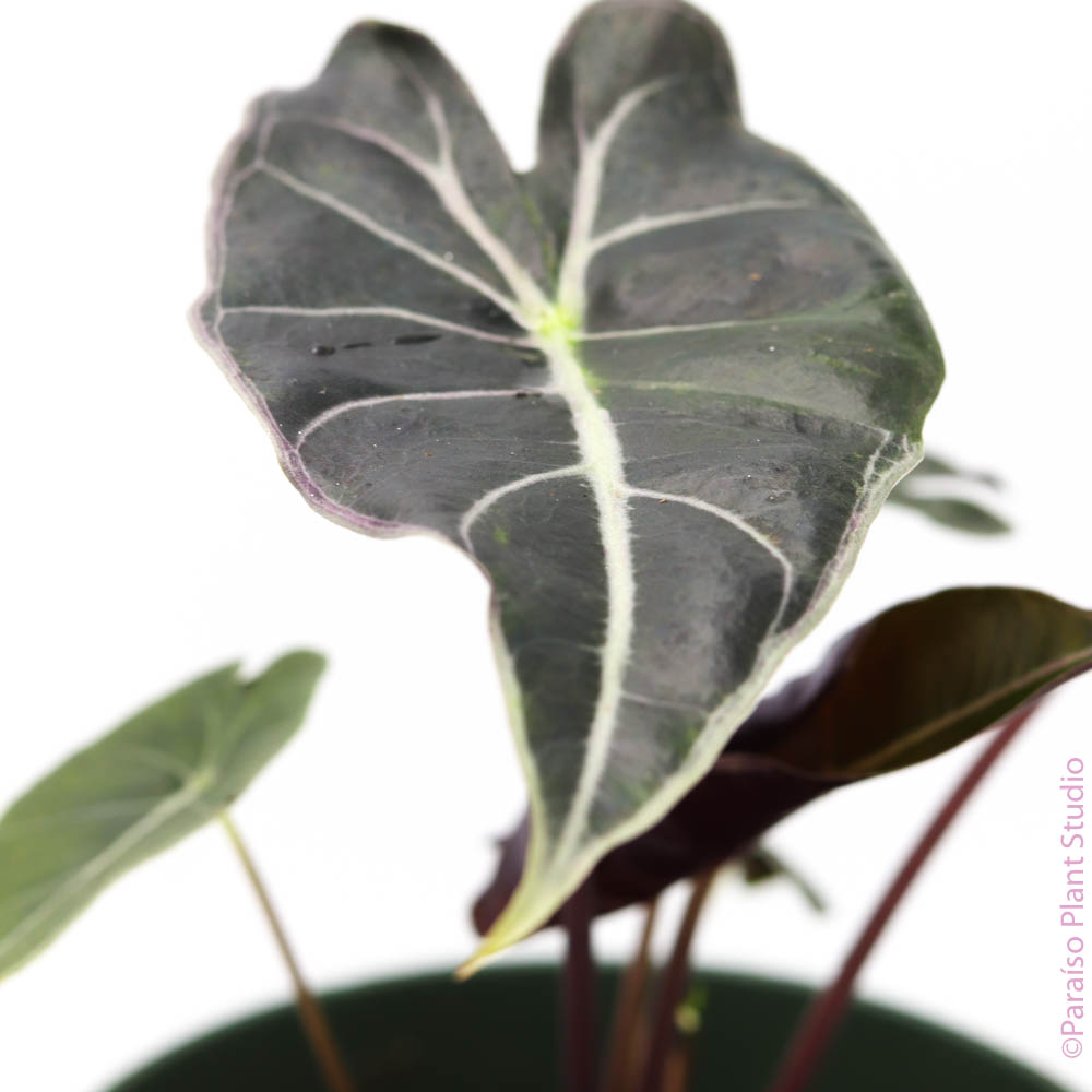 4in Alocasia 'Dragon's Tooth'