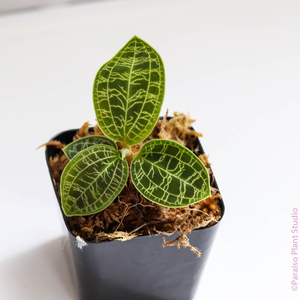 How do I care for this jewel orchid : r/Jewelorchids