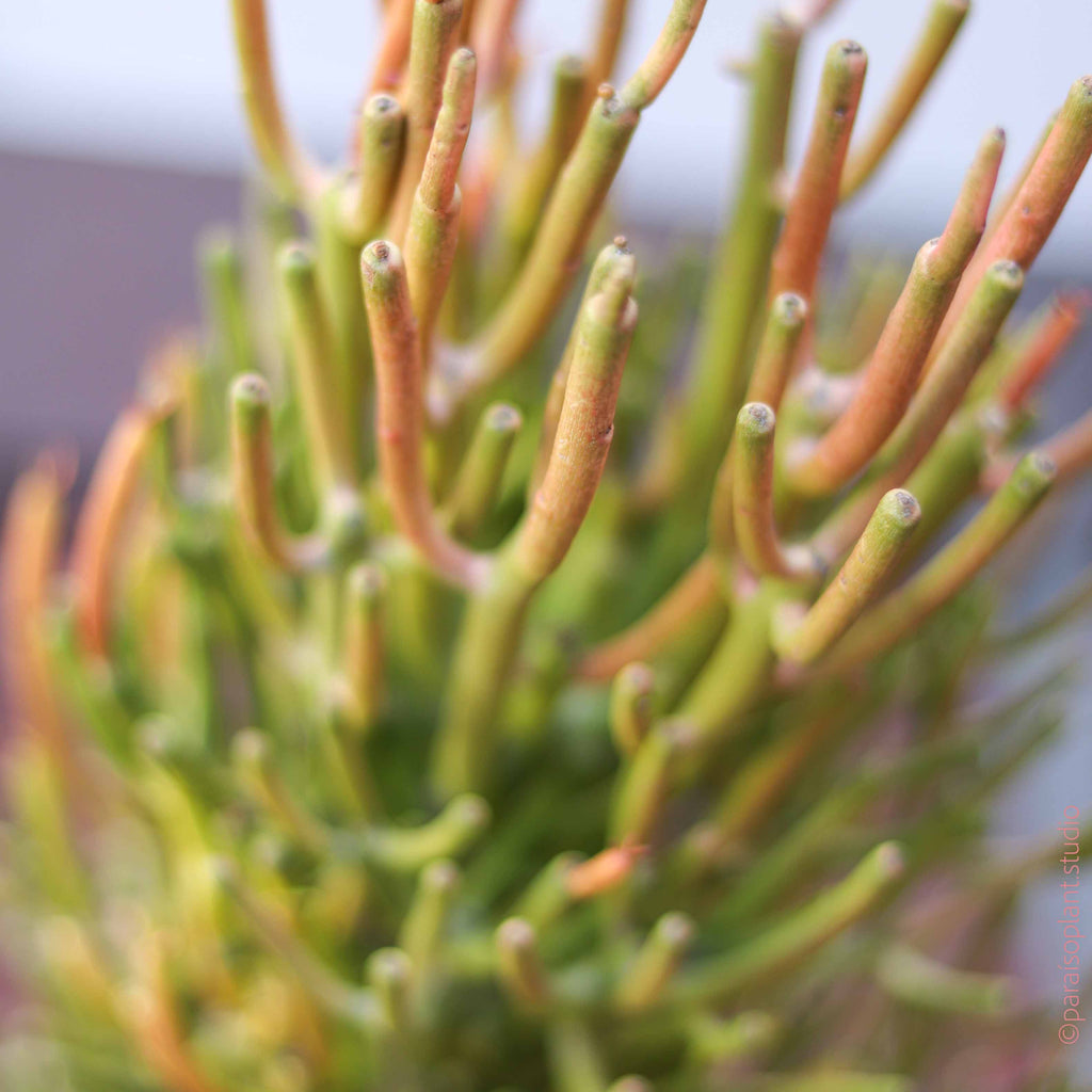 Close up of coral colored tips of a Euphorbia Firestick Cactus