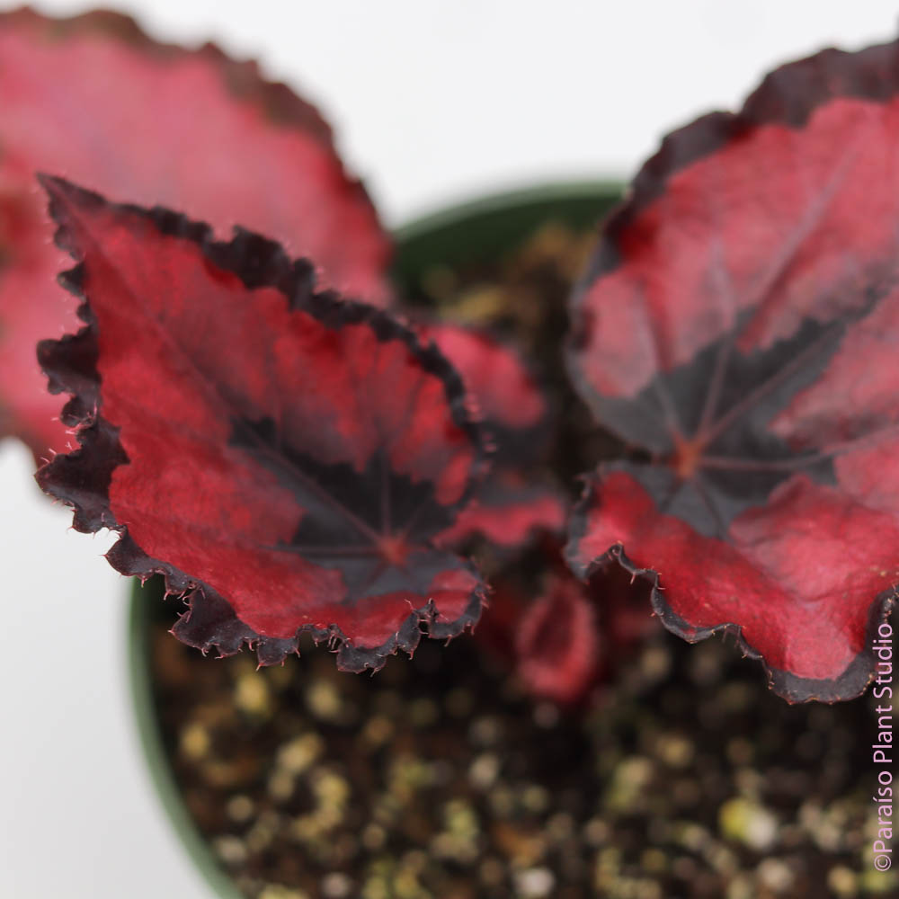 4in Rex Begonia 'Red Kiss'
