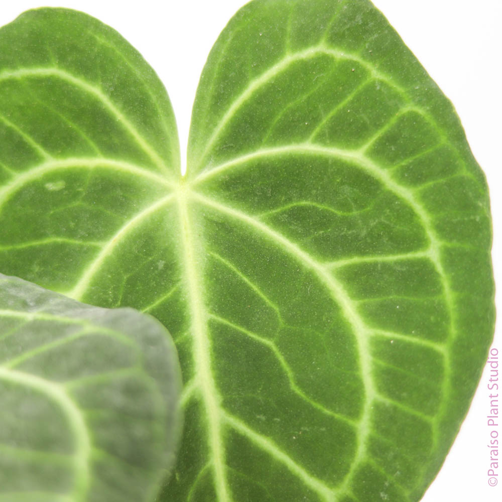 anthurium en cerumi Anthurium Clarinervium – Paraíso Plant Studio
