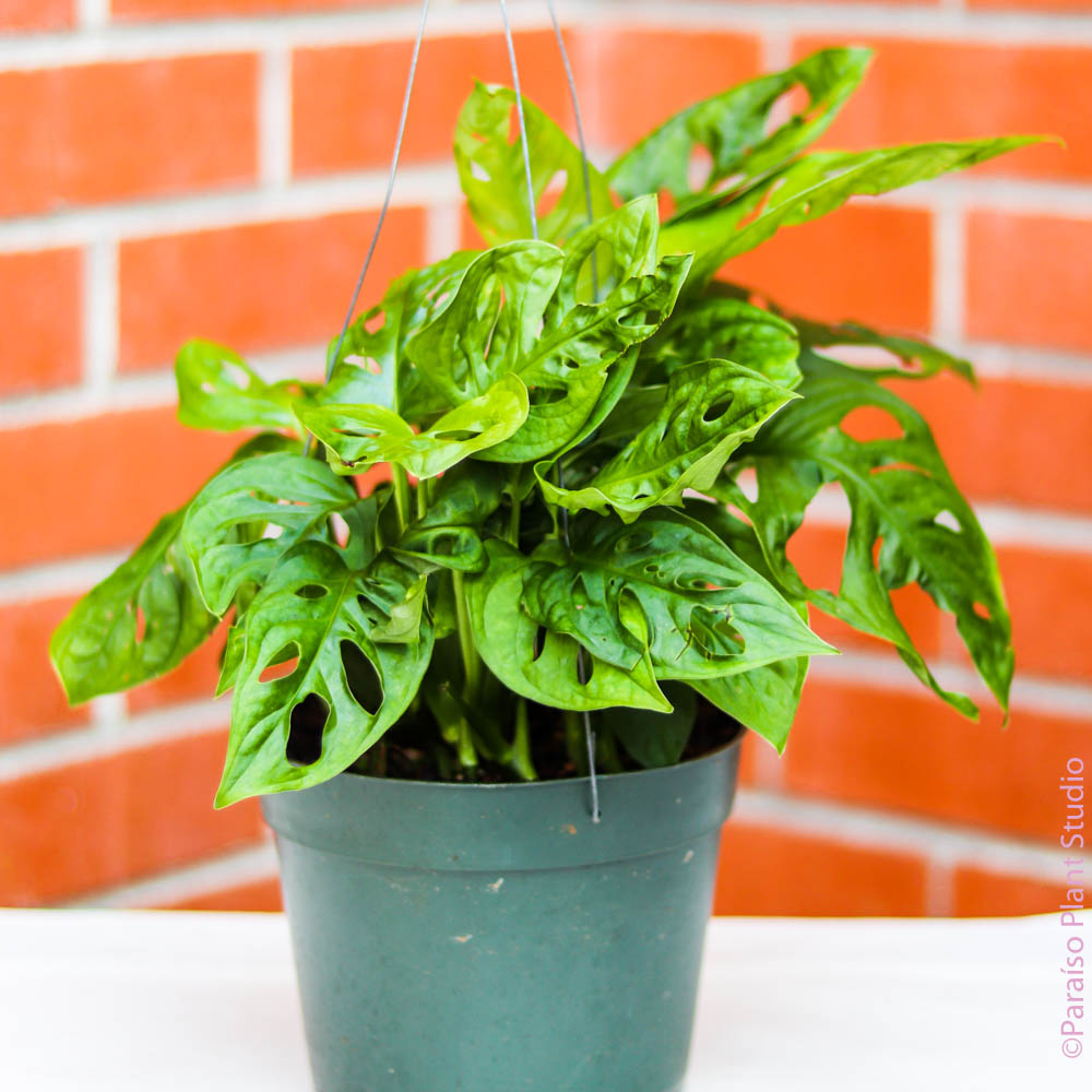 philodendron cheese 6in Monstera Adansonii 'Swiss Cheese Plant’ 6in