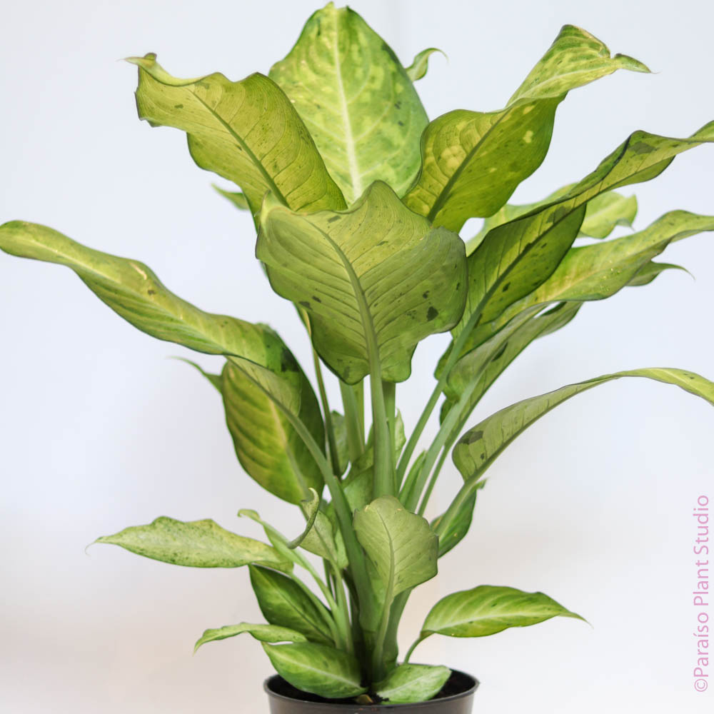 dieffenbachia camouflage pp 12275 8in-14in Dieffenbachia Camouflage – Paraíso Plant Studio