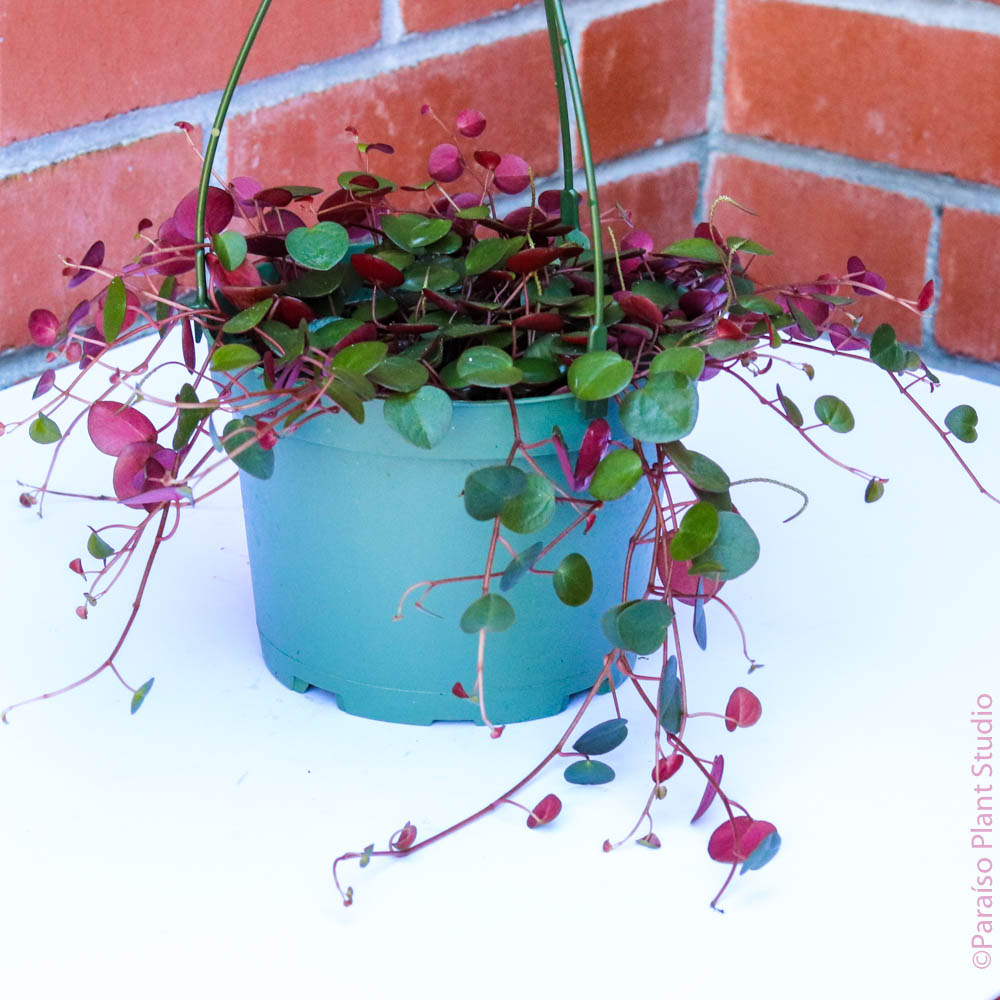 peperomia ruby cascade succulent plant 6in Peperomia Ruby Cascade