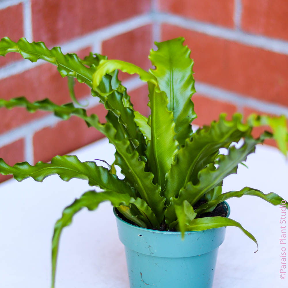 bird nest fern asplenium size outside 6in Japanese 'Bird's Nest Fern' Asplenium Nidus