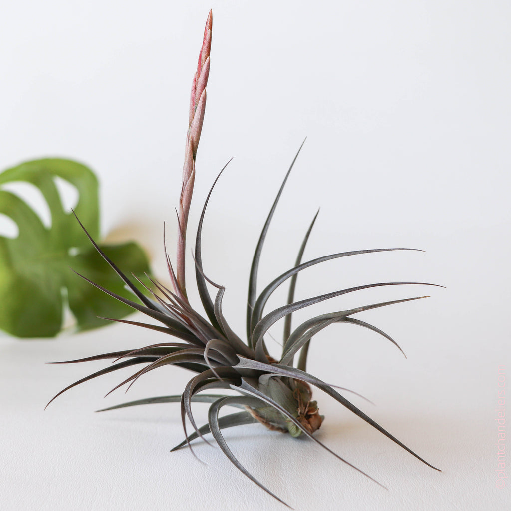 vernicosa air plant Tillandsia Vernicosa Purple Giant Pup – Paraíso Plant Studio