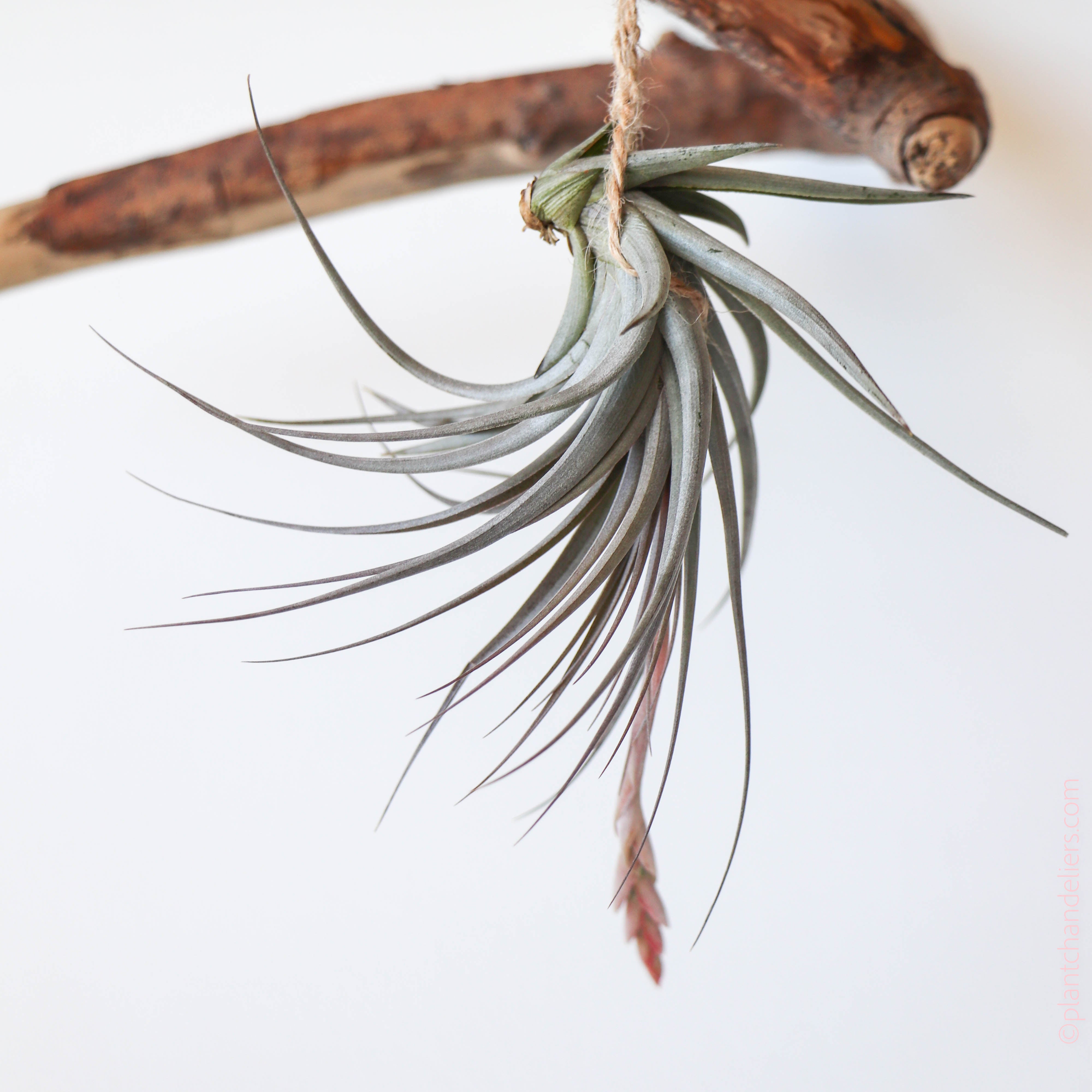 vernicosa air plant Tillandsia Vernicosa Purple Giant Pup – Paraíso Plant Studio