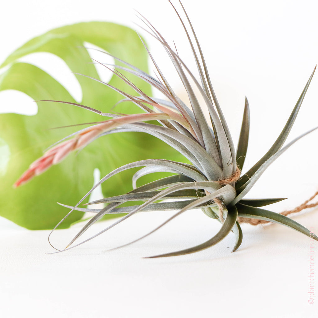 vernicosa air plant Tillandsia Vernicosa Purple Giant Pup – Paraíso Plant Studio