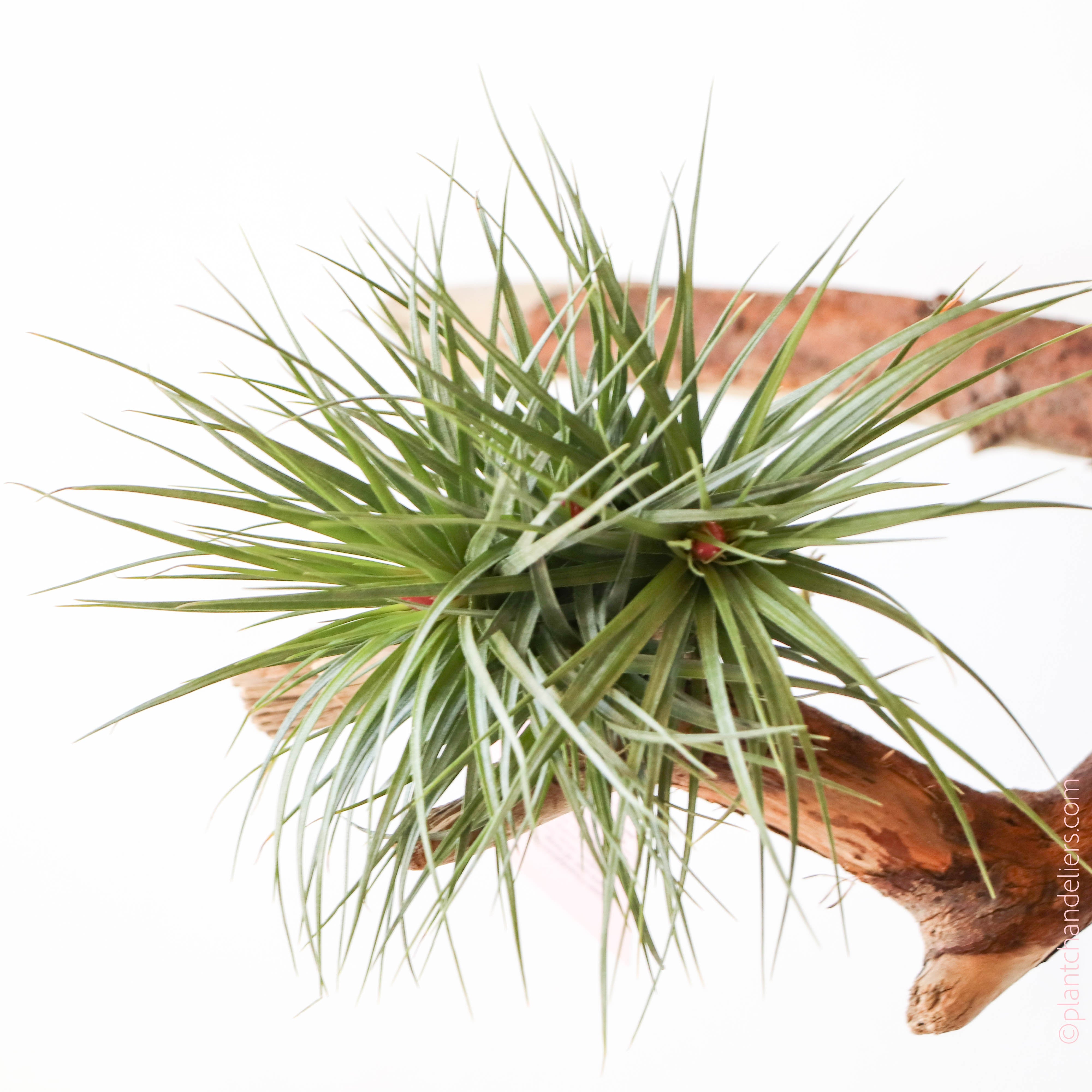 tenuifolia air plant Tillandsia Tenuifolia Bronze – Paraíso Plant Studio