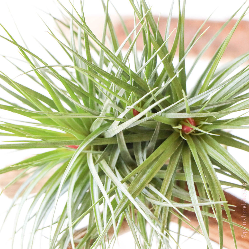 Tillandsia Tenuifolia Bronze air plant clump in bud mounted on a piece of wood.
