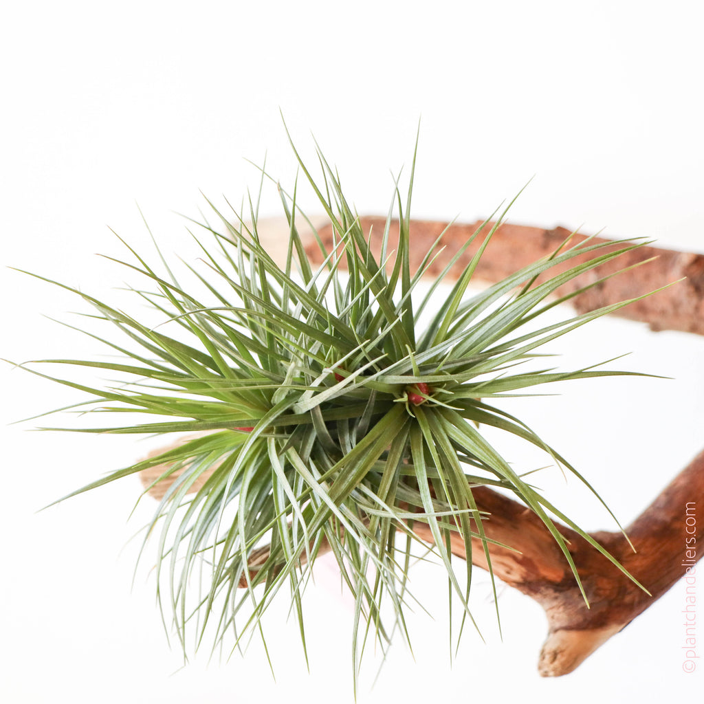 Tillandsia Tenuifolia Bronze air plant in bud mounted on a piece of wood.