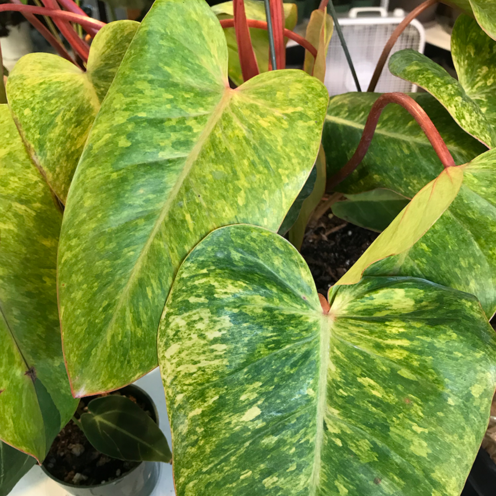 8in-10in Philodendron Painted Lady