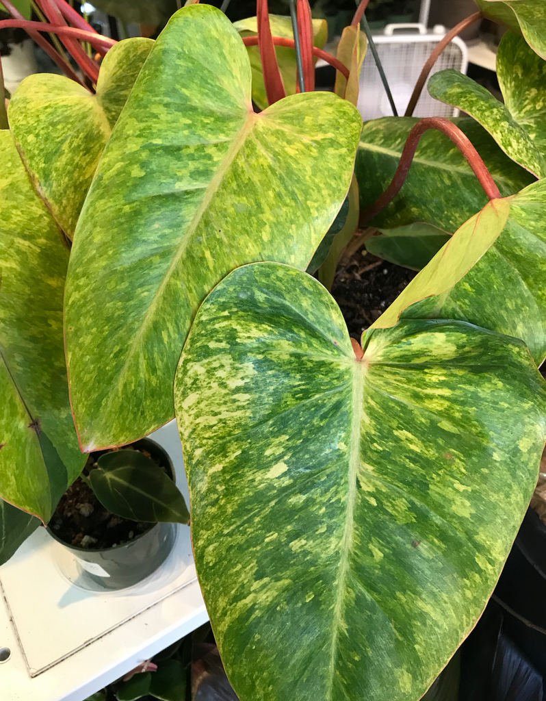 8in-10in Philodendron Painted Lady