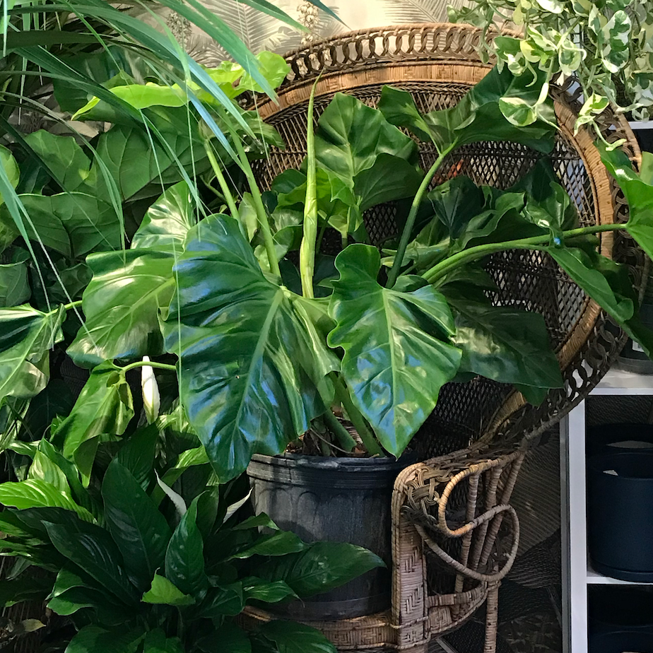 14in Philodendron Giganteum