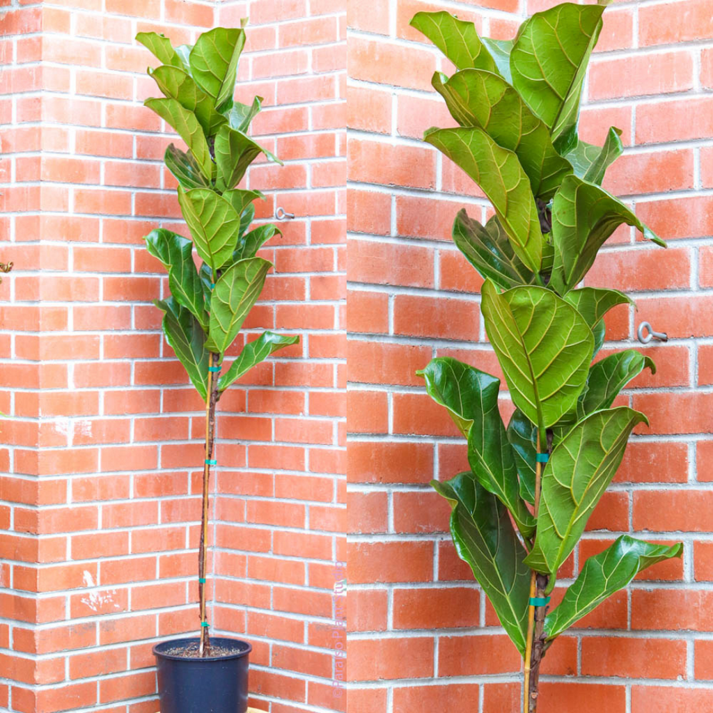 10in 6ft Ficus Lyrata "Fiddle Leaf Fig" Standard