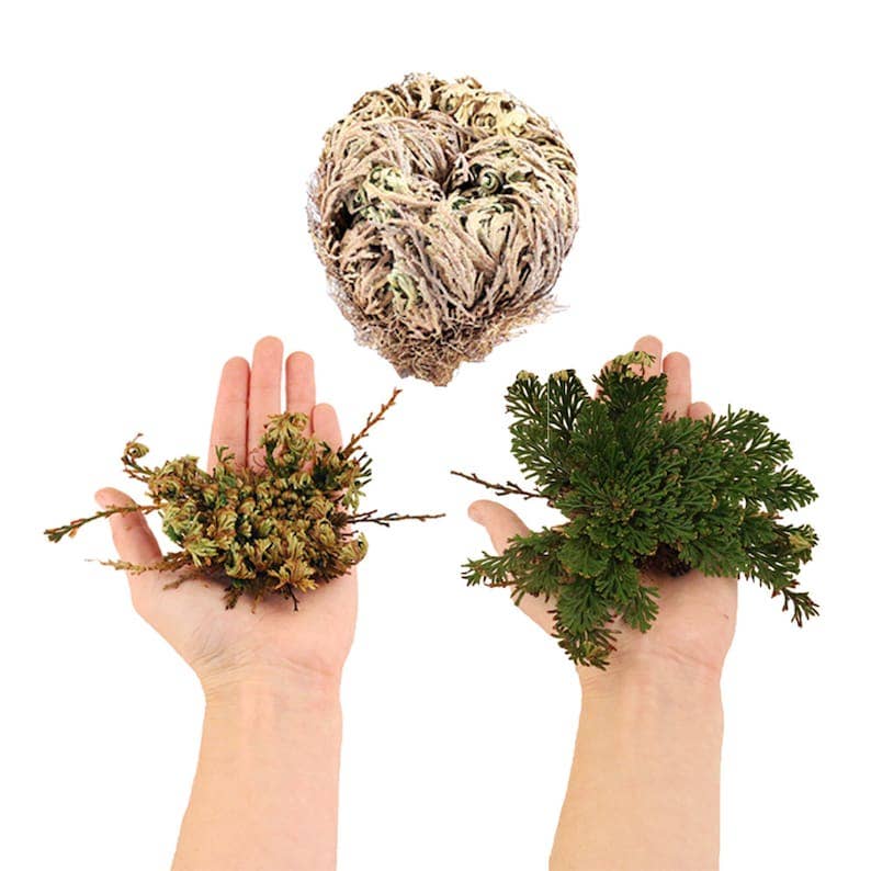 resurrection plant seeds Resurrection Plant