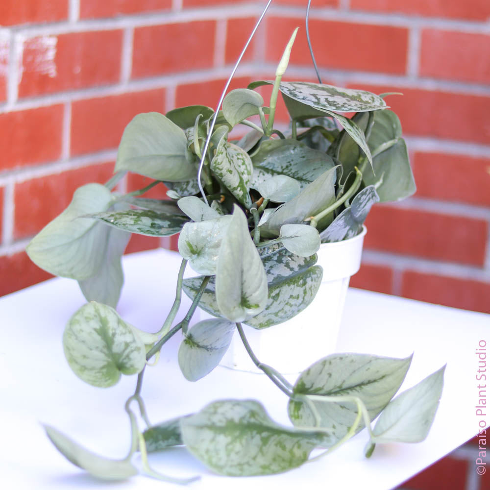 pictus pothos Silver Splash Pothos, Scindapsus Pictus ‘Exotica’