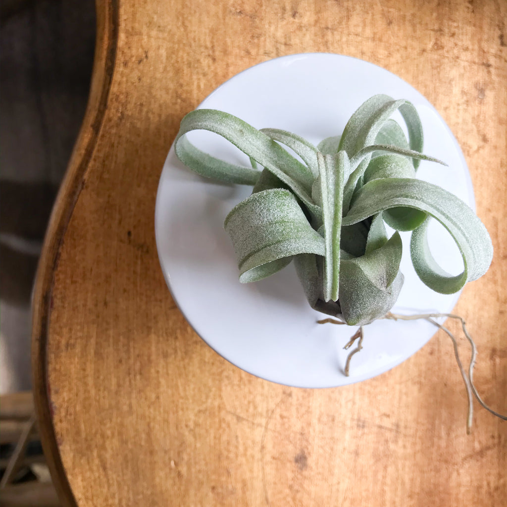 streptophylla air plant Tillandsia Streptophylla Guatemala – Paraíso Plant Studio