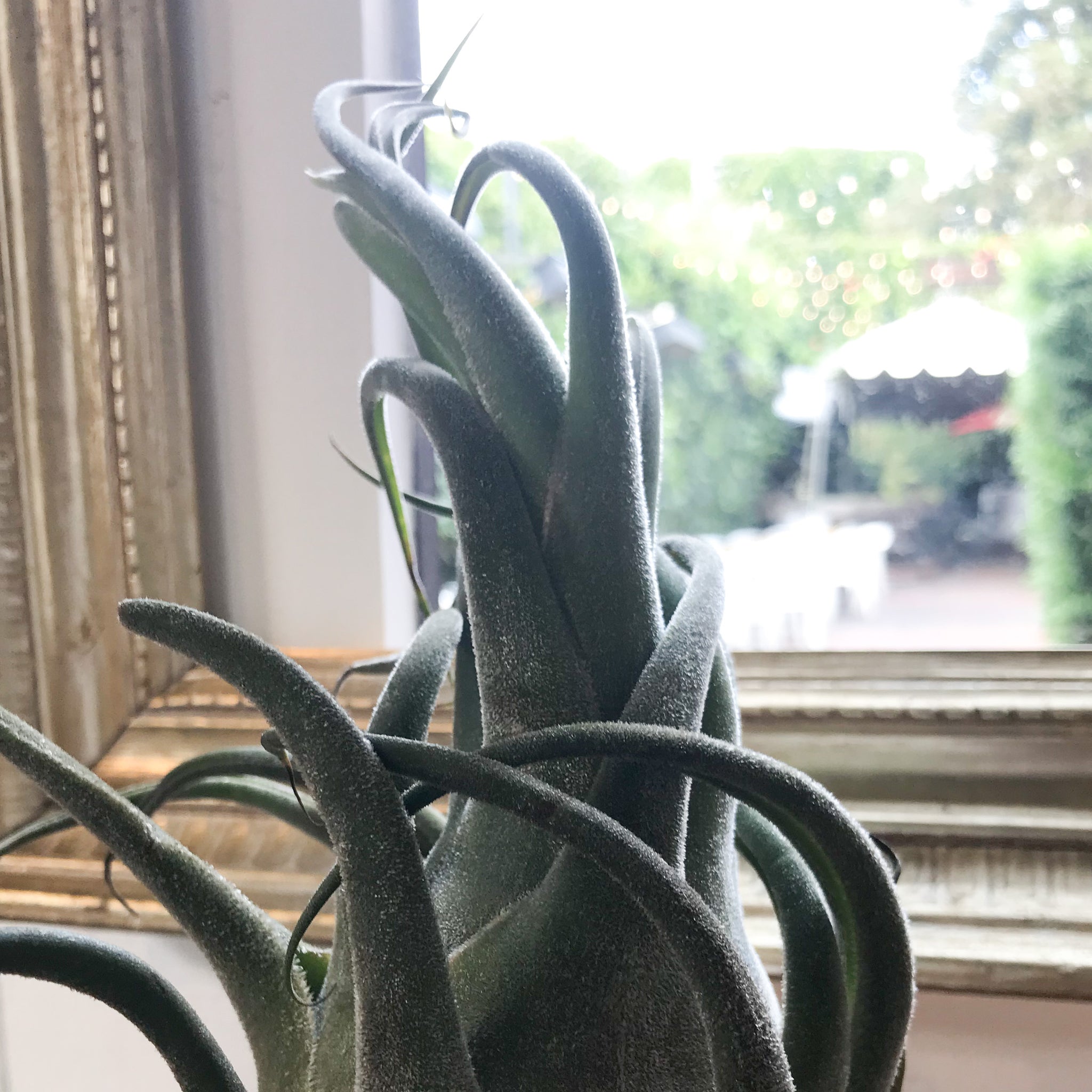 Tillandsia Seleriana – Paraíso Plant Studio