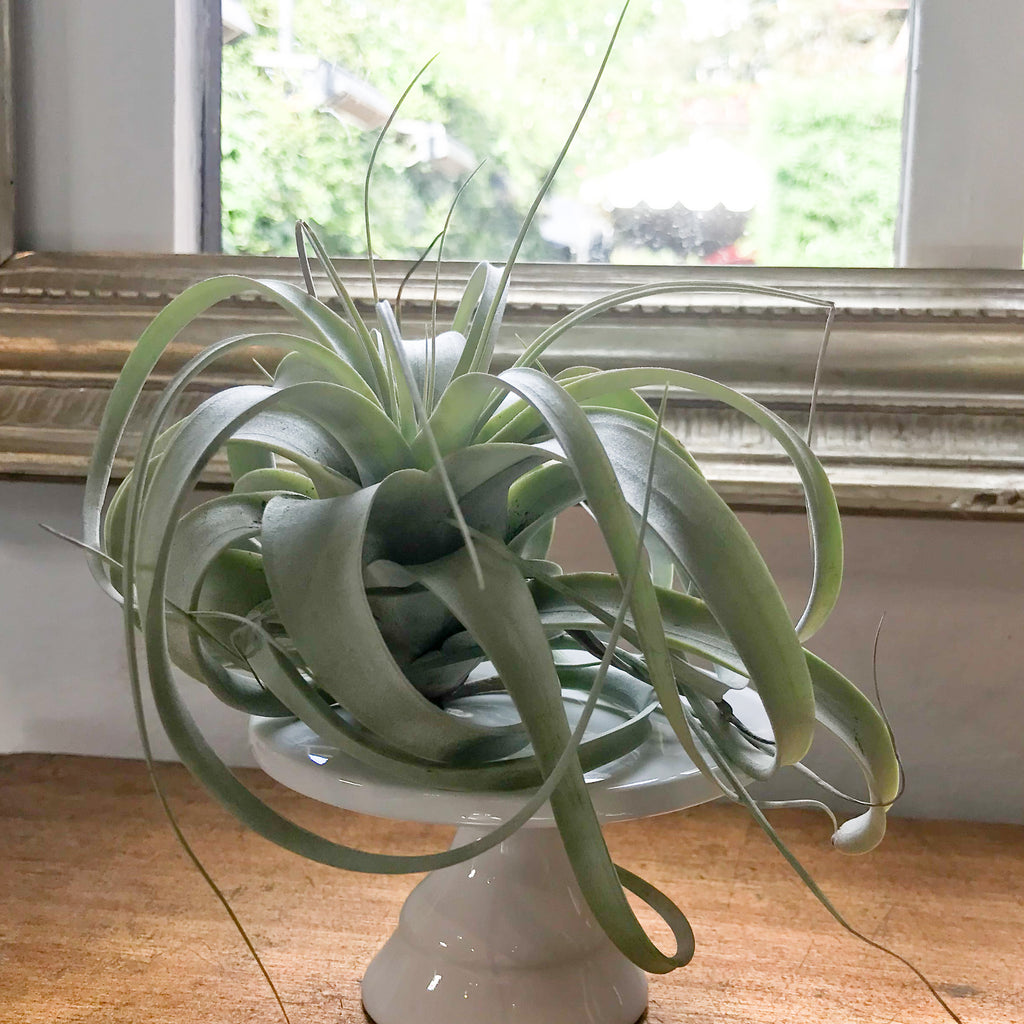 xerographica air plant holder Tillandsia Xerographica