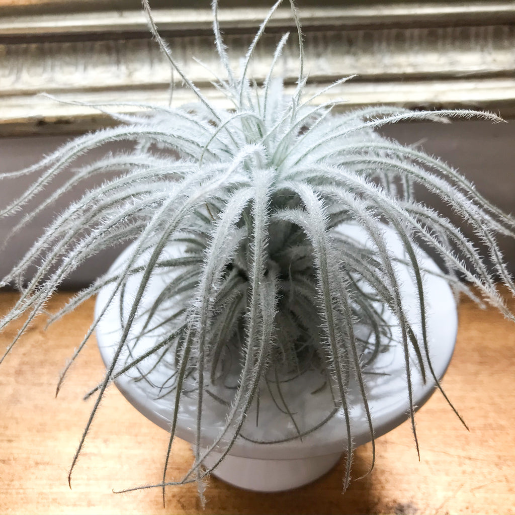 Tillandsia Tectorum Equador Extra Large