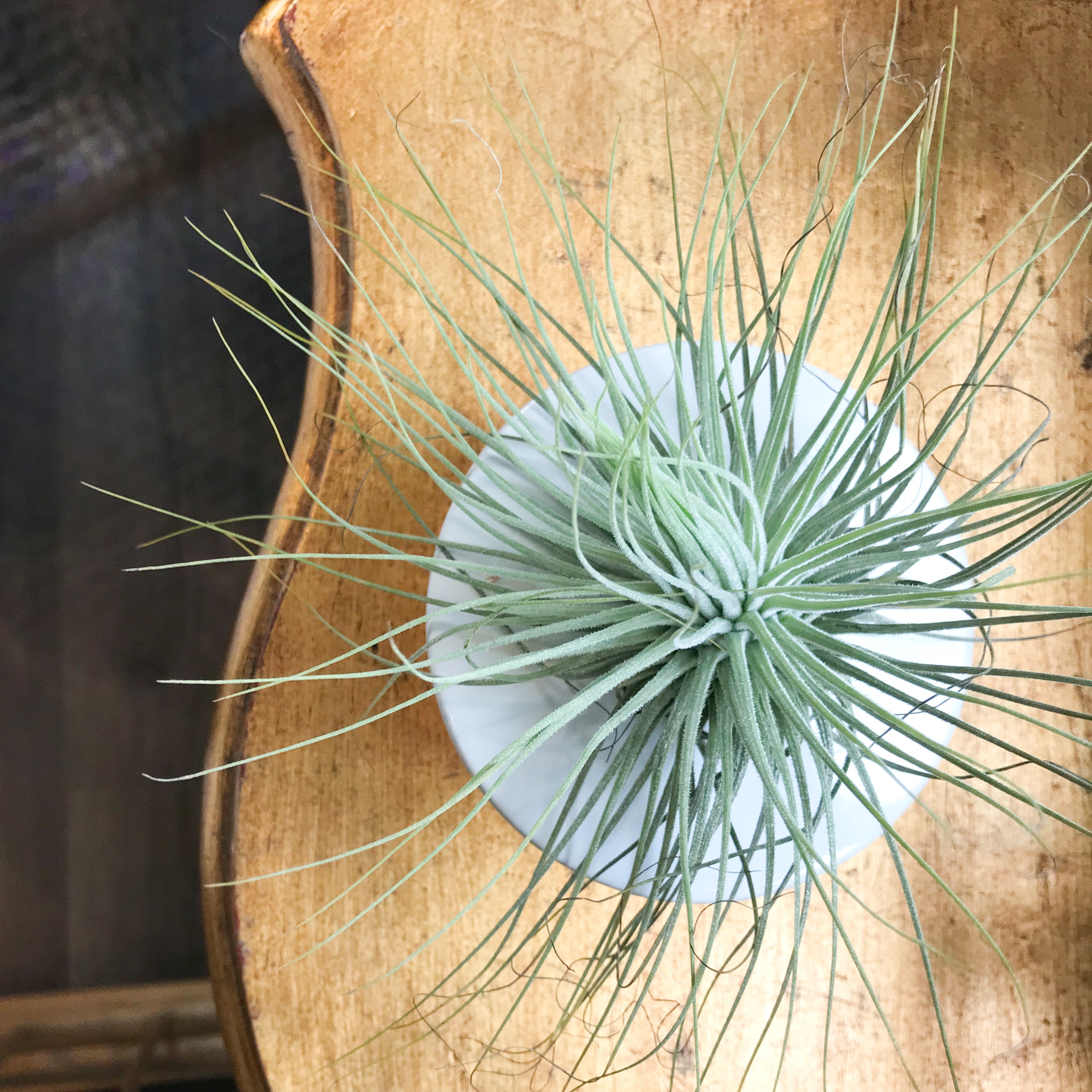 magnusiana air plant Tillandsia Magnusiana – Paraíso Plant Studio