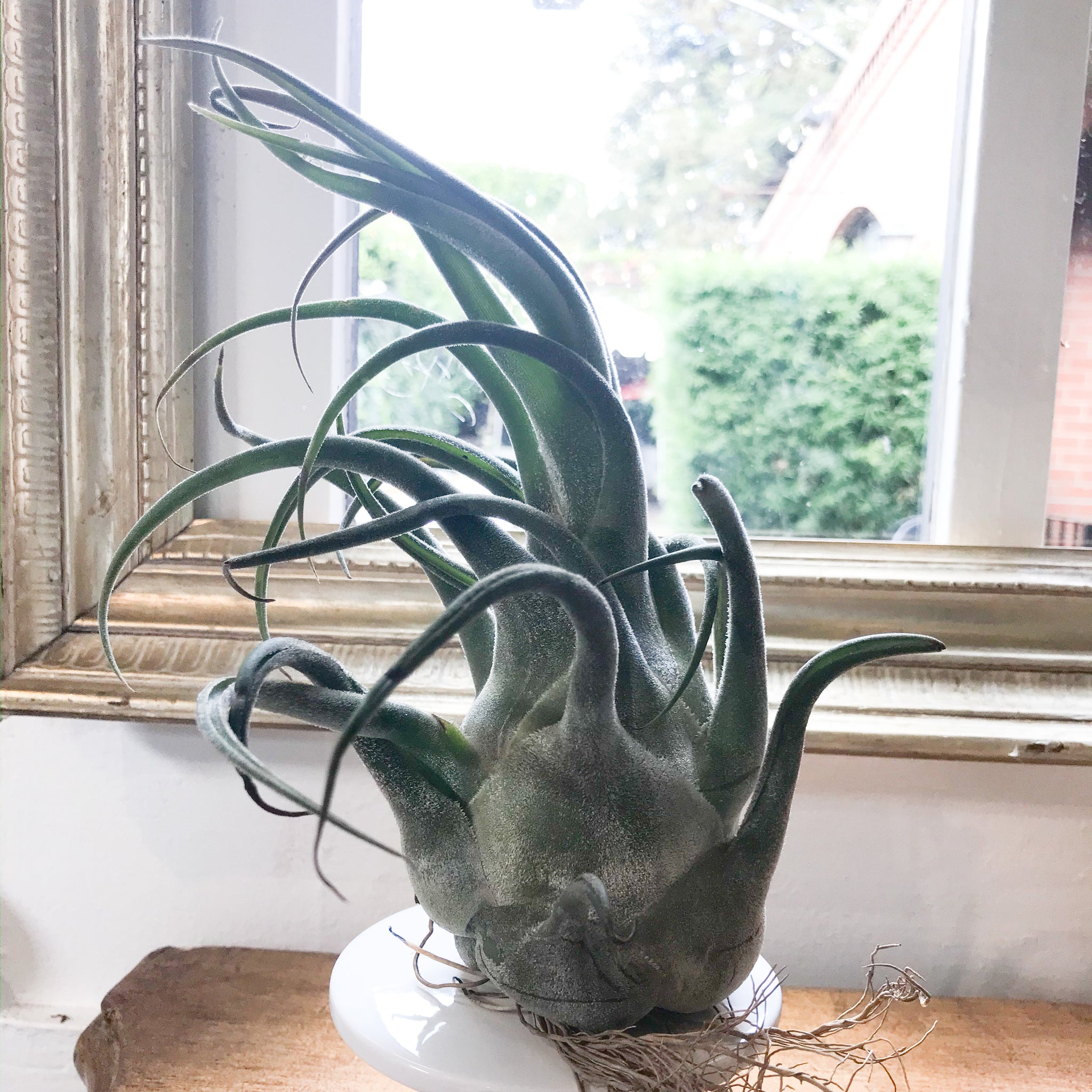 Tillandsia Seleriana – Paraíso Plant Studio