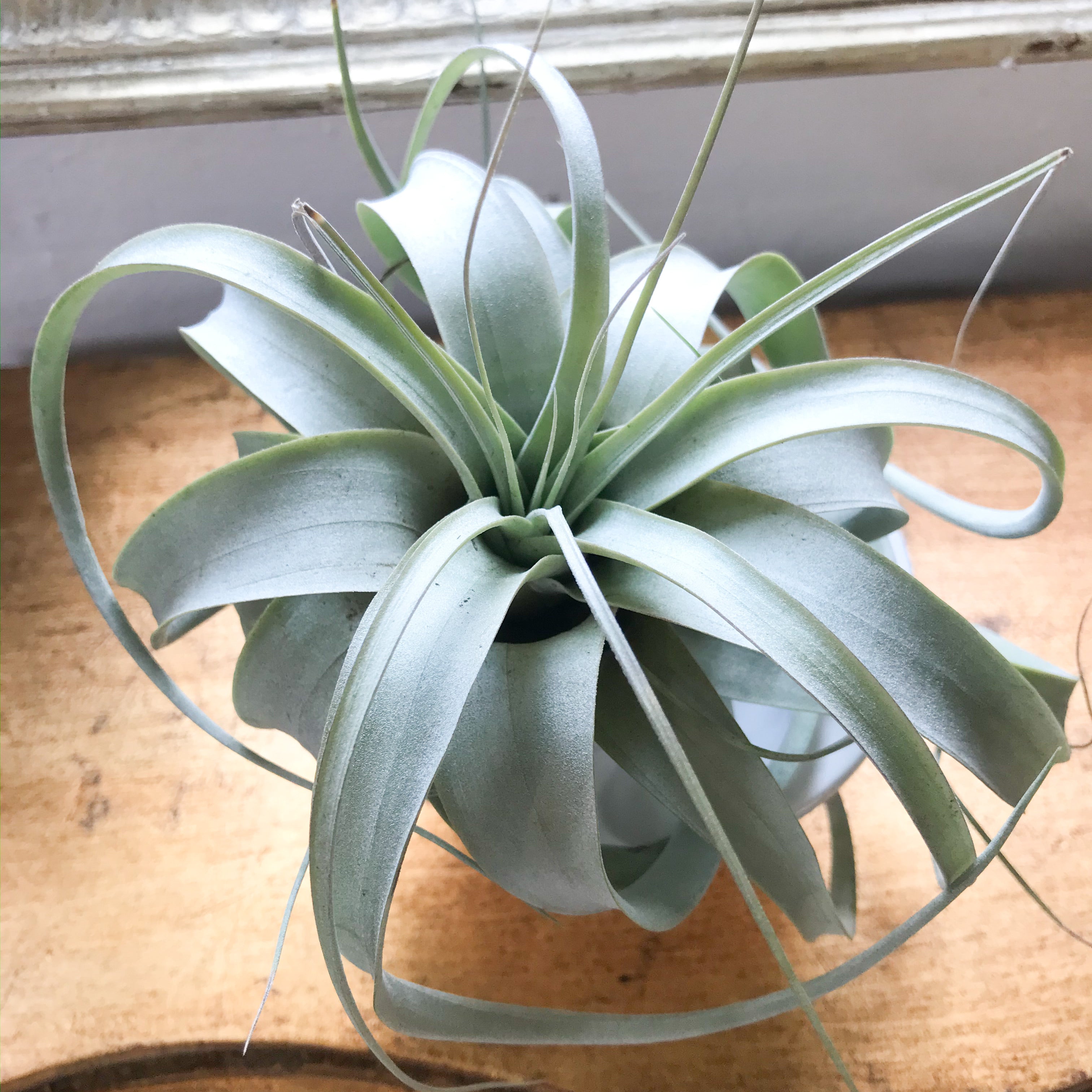 air plant tillandsia xerographica Tillandsia Xerographica