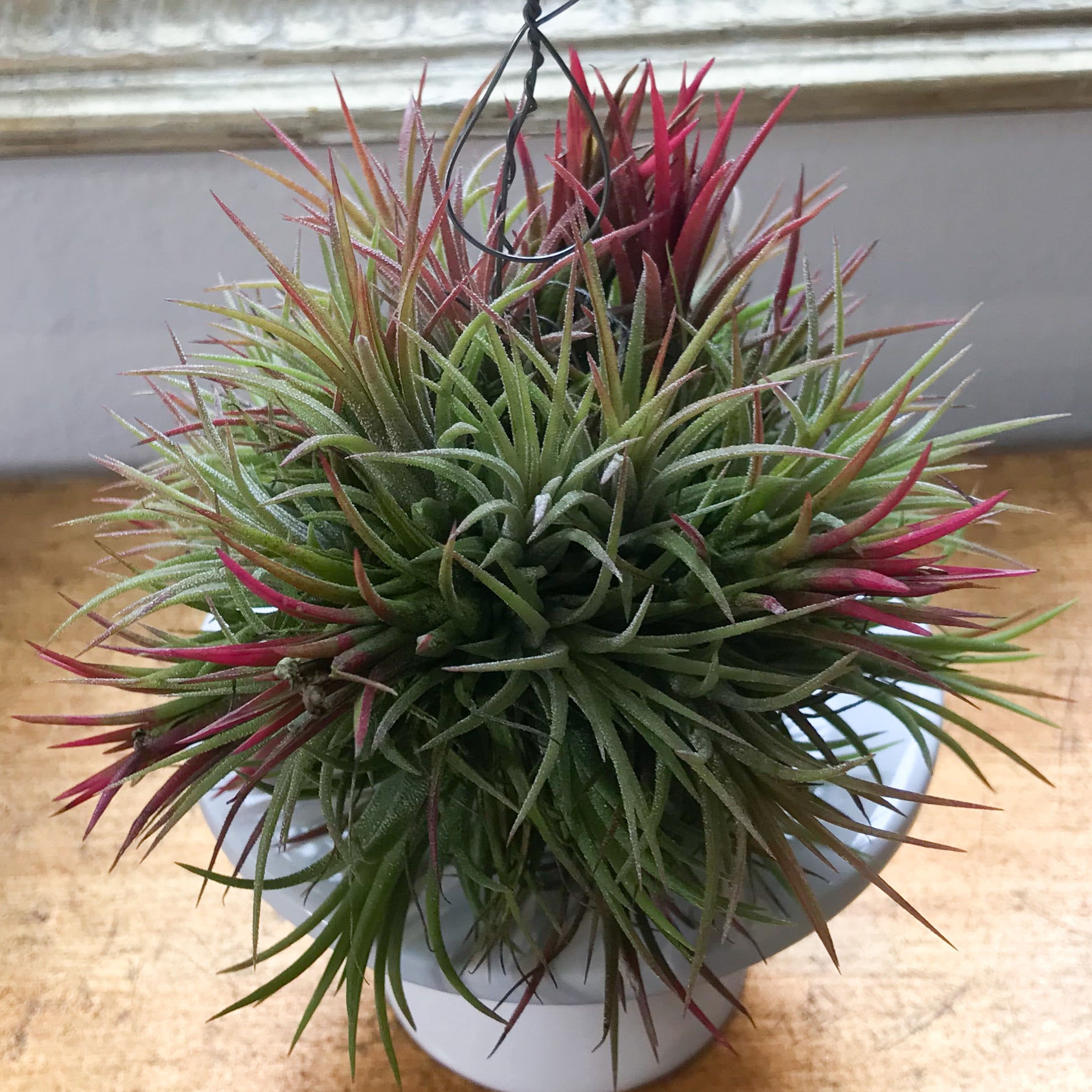 Tillandsia Ionantha Fuego – Paraíso Plant Studio