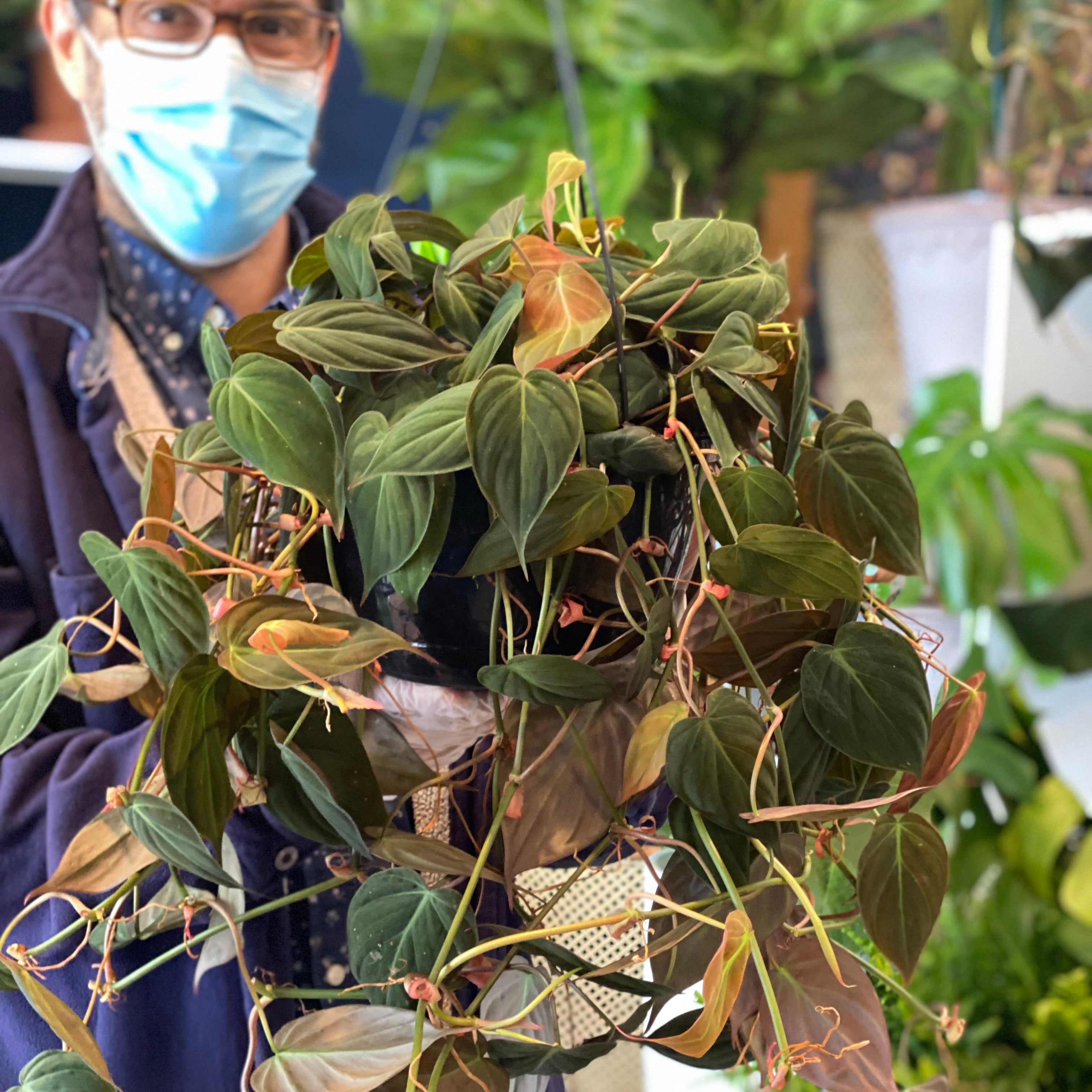 philodendron micans big leaves 8in Philodendron Micans