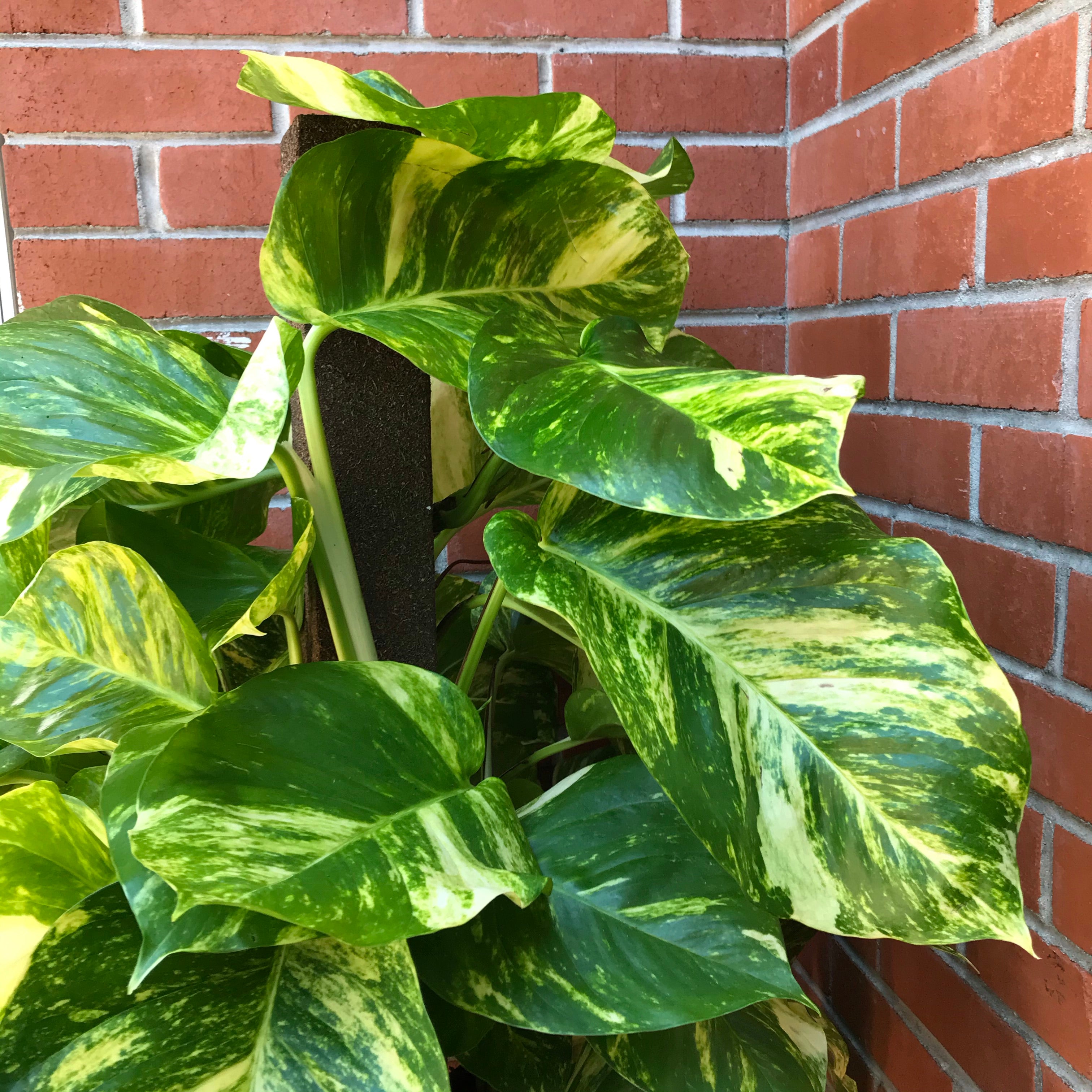 giant hawaiian pothos indoors Big Leaf Golden Pothos