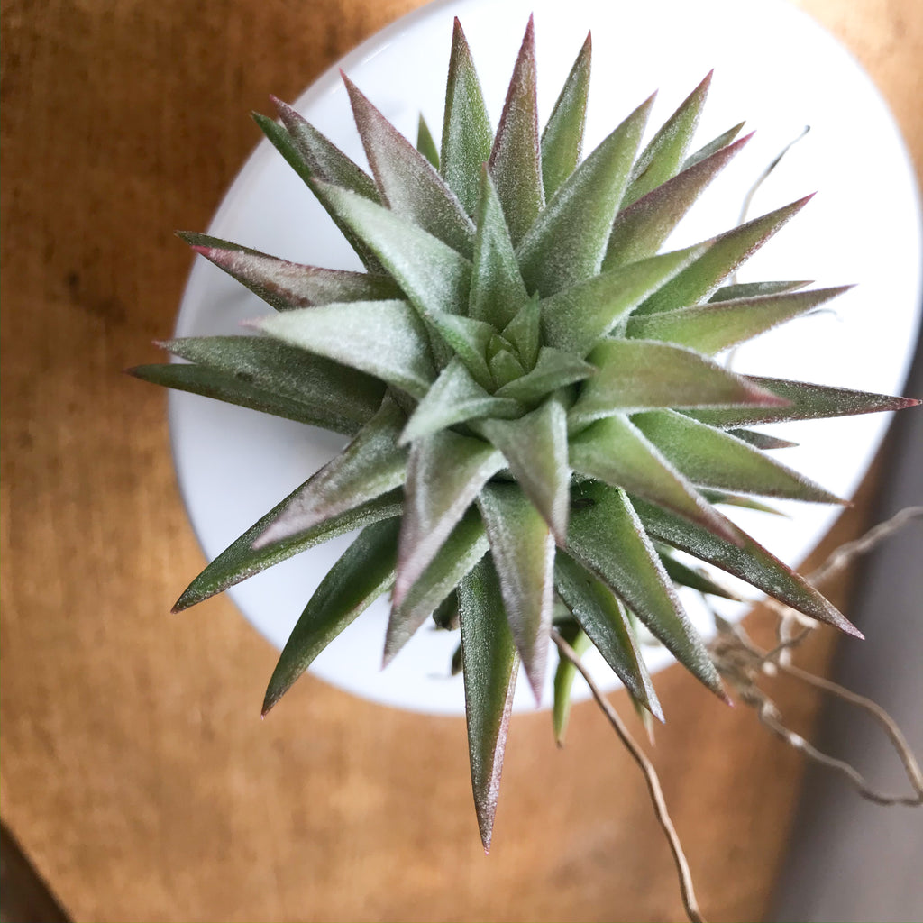vanhyningii air plant Tillandsia Ionantha v. vanhyningii – Paraíso Plant Studio