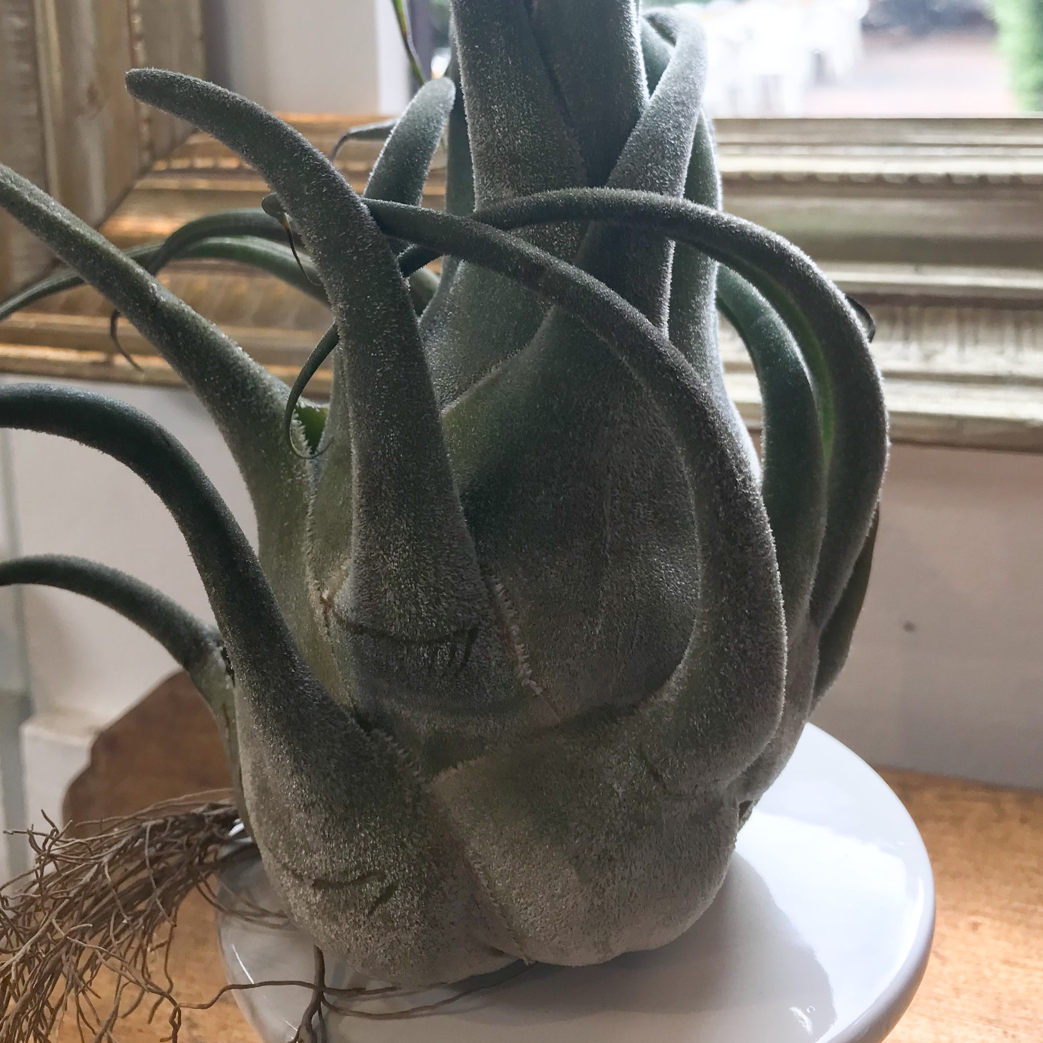 Tillandsia Seleriana – Paraíso Plant Studio